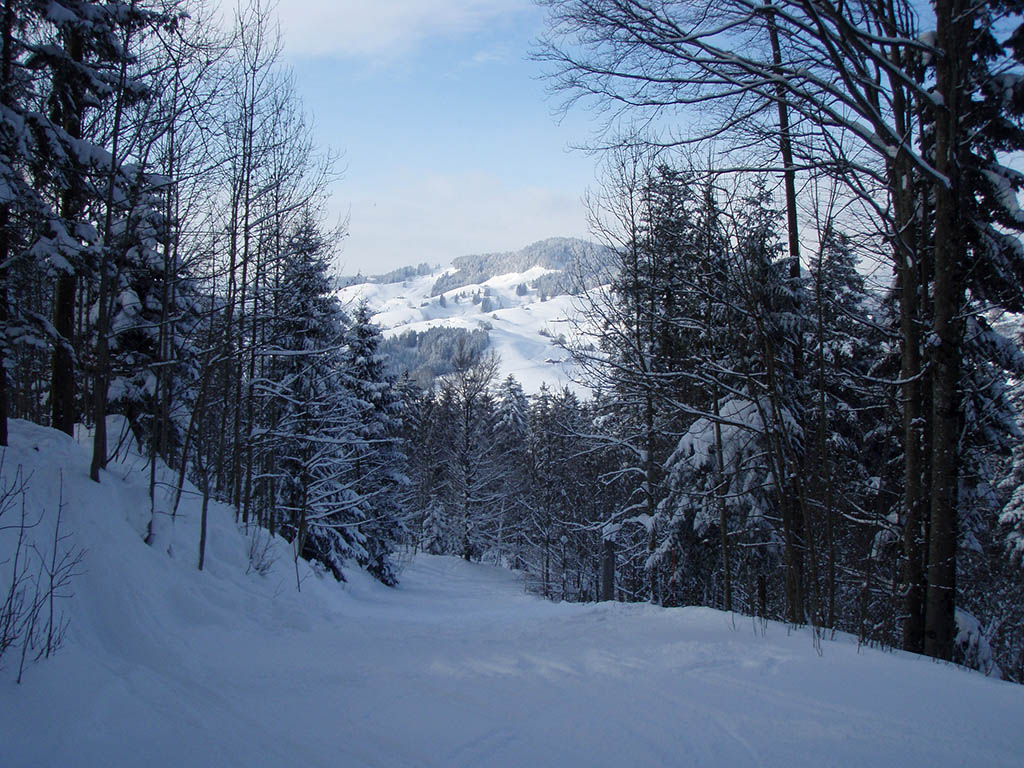 Schmale Piste im Wald