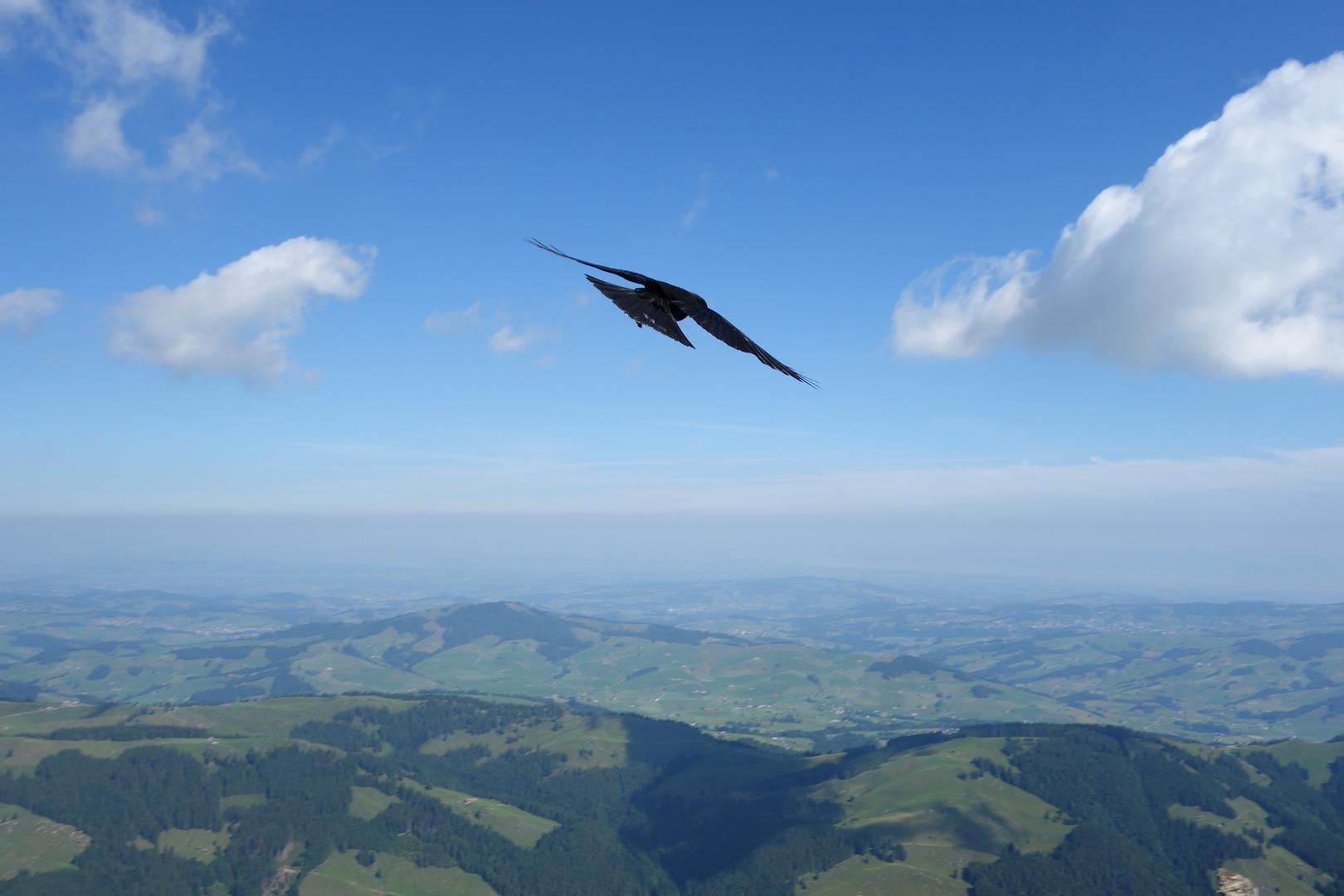 Alpendohle über Appenzeller Land