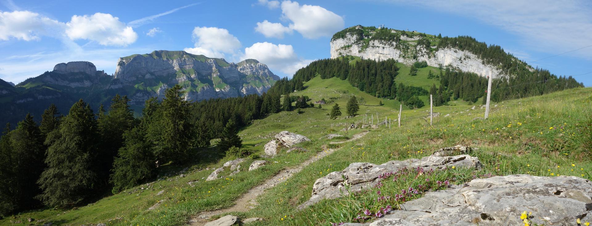 Blühende Weiden vor Ebenalp