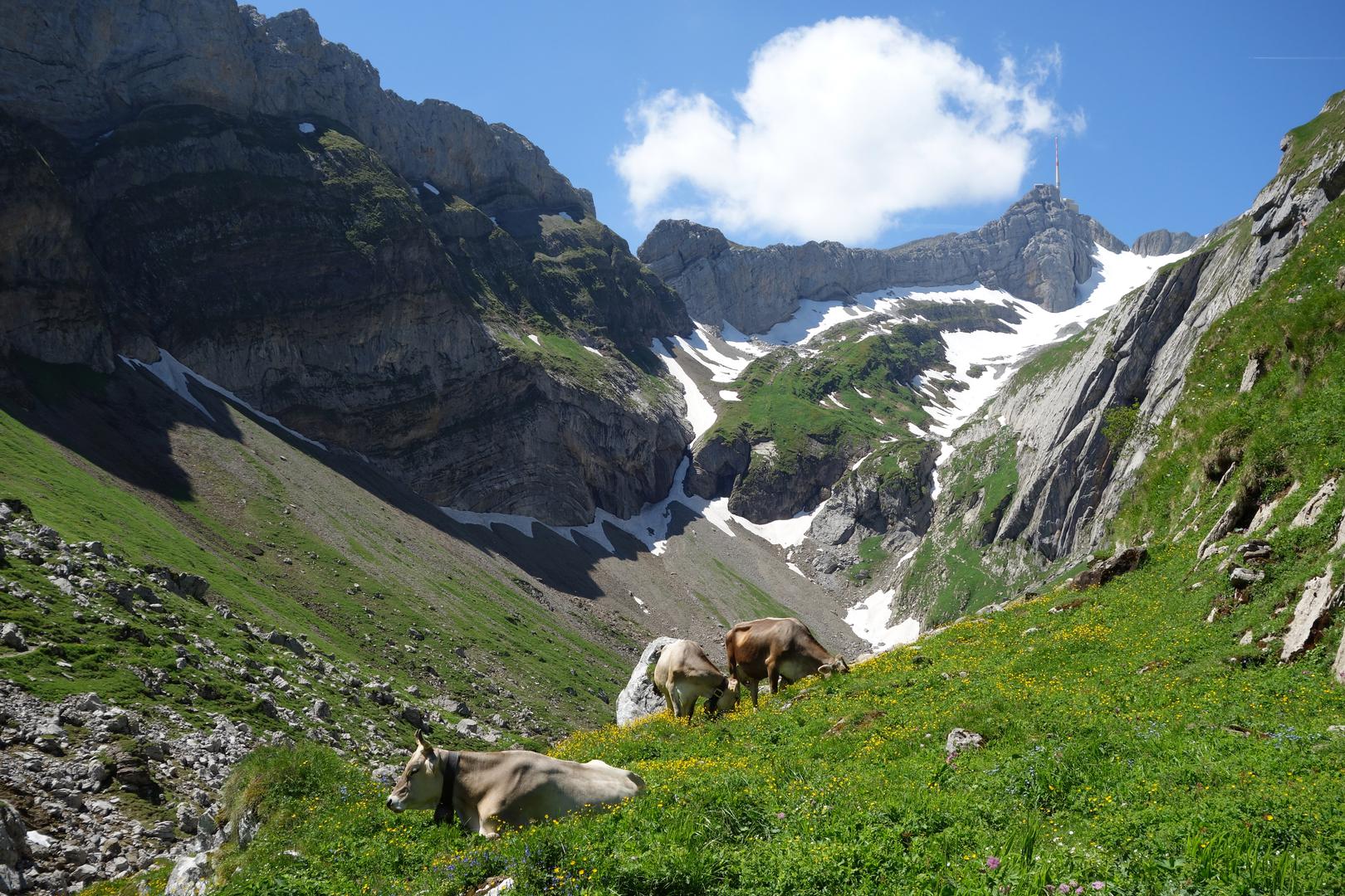 Kühe vor Säntis