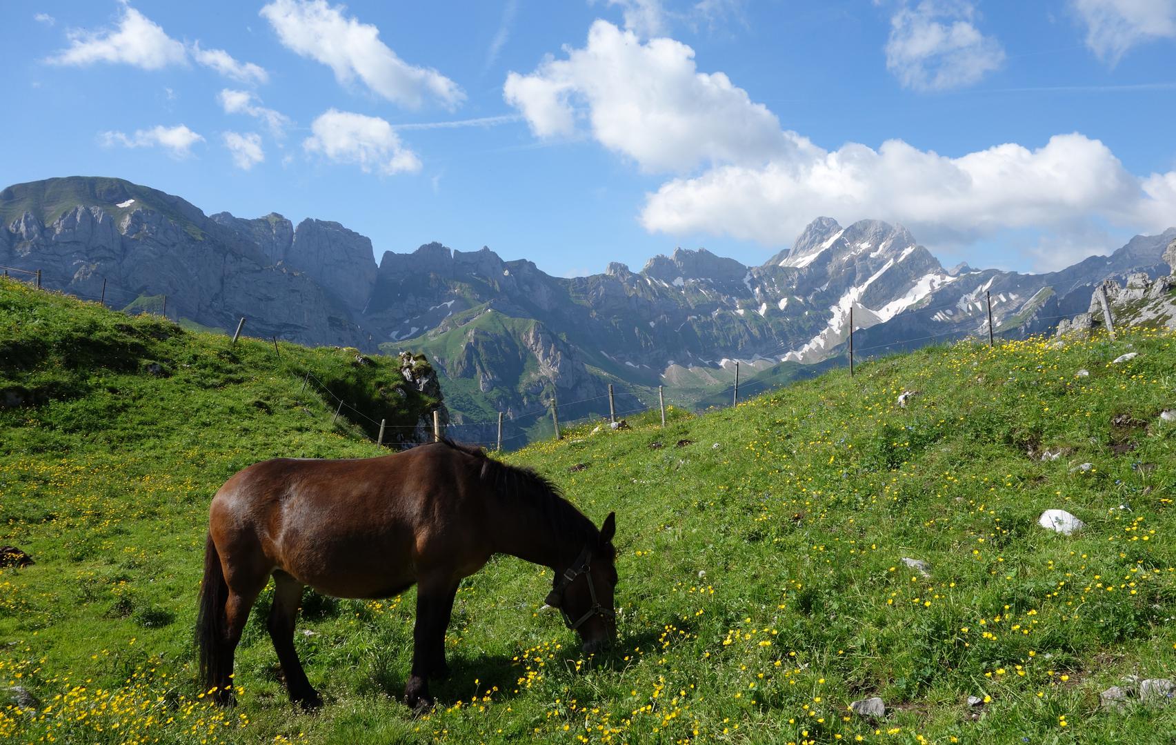 Pferd mit Altmann