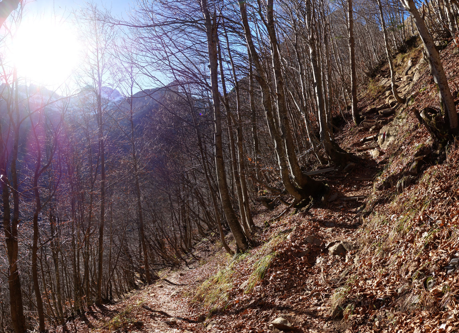 Bergwald im Herbst