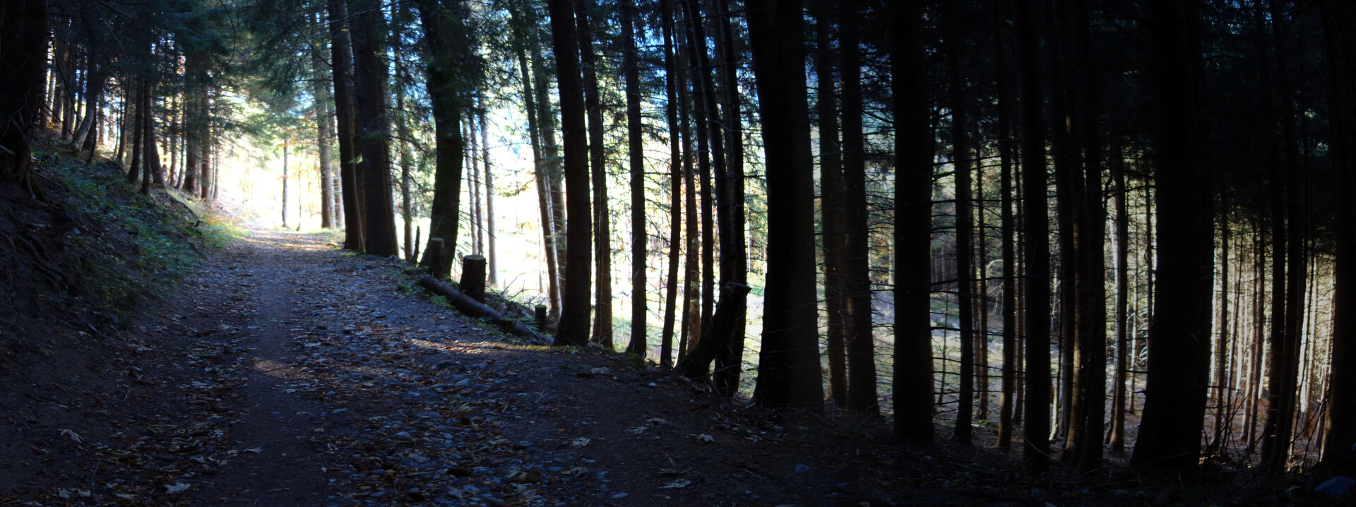 Dunkler Waldweg