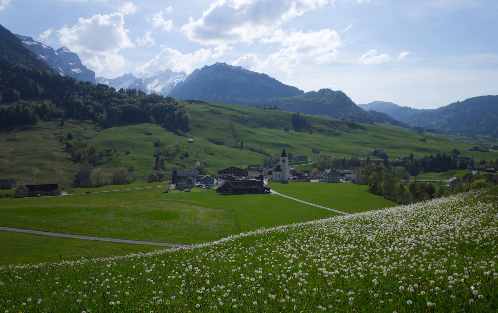 Pusteblumen oberhalb Brülisau