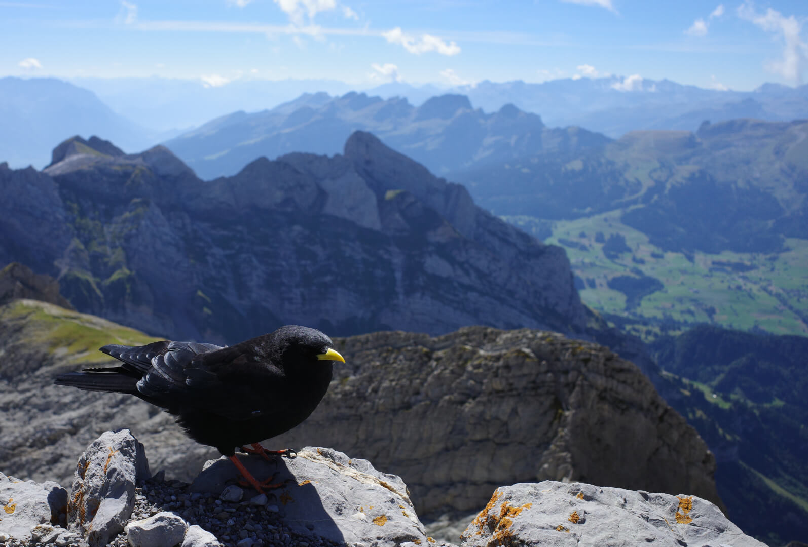 Alpendohle