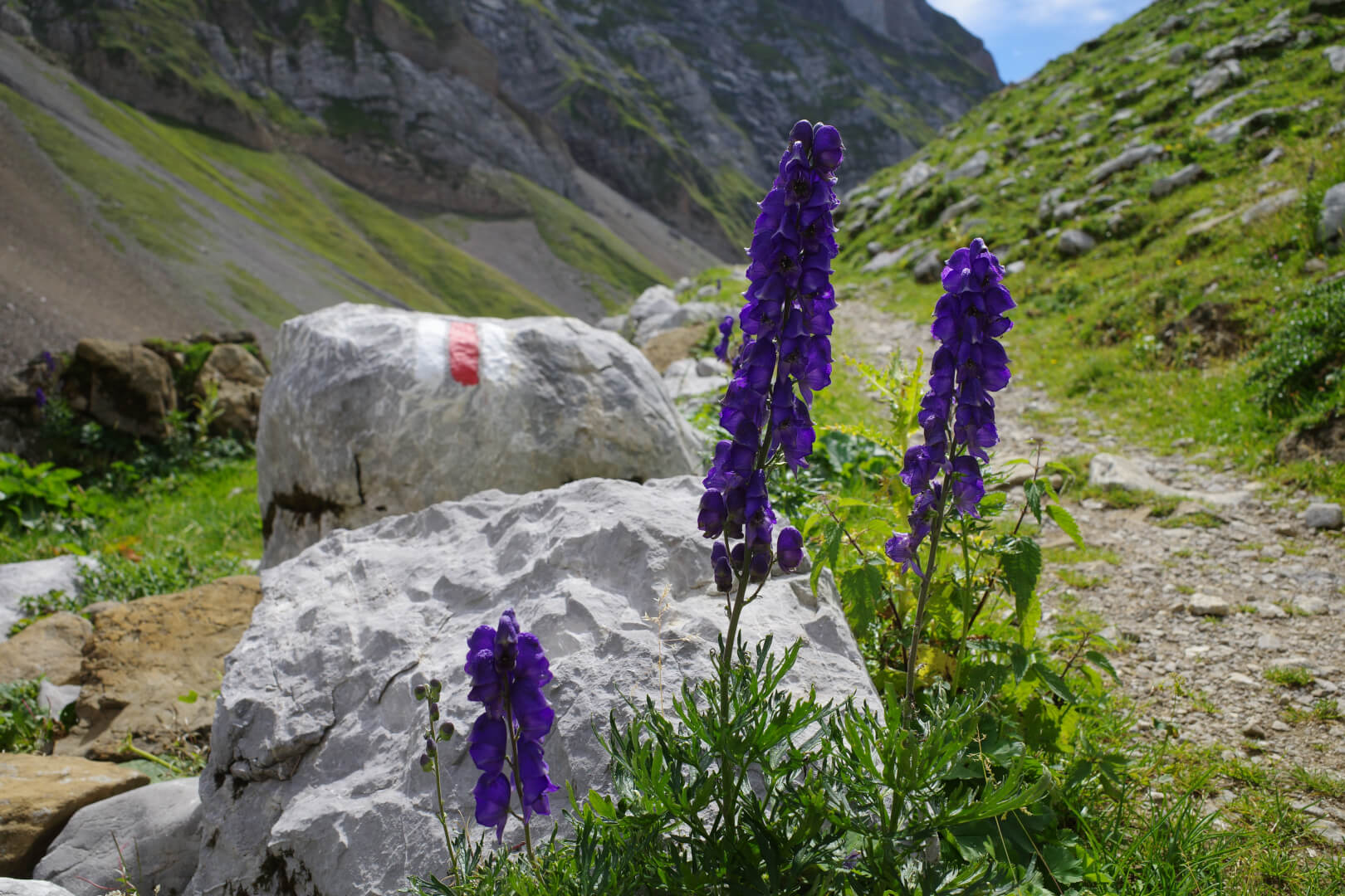 Blauer Eisenhut