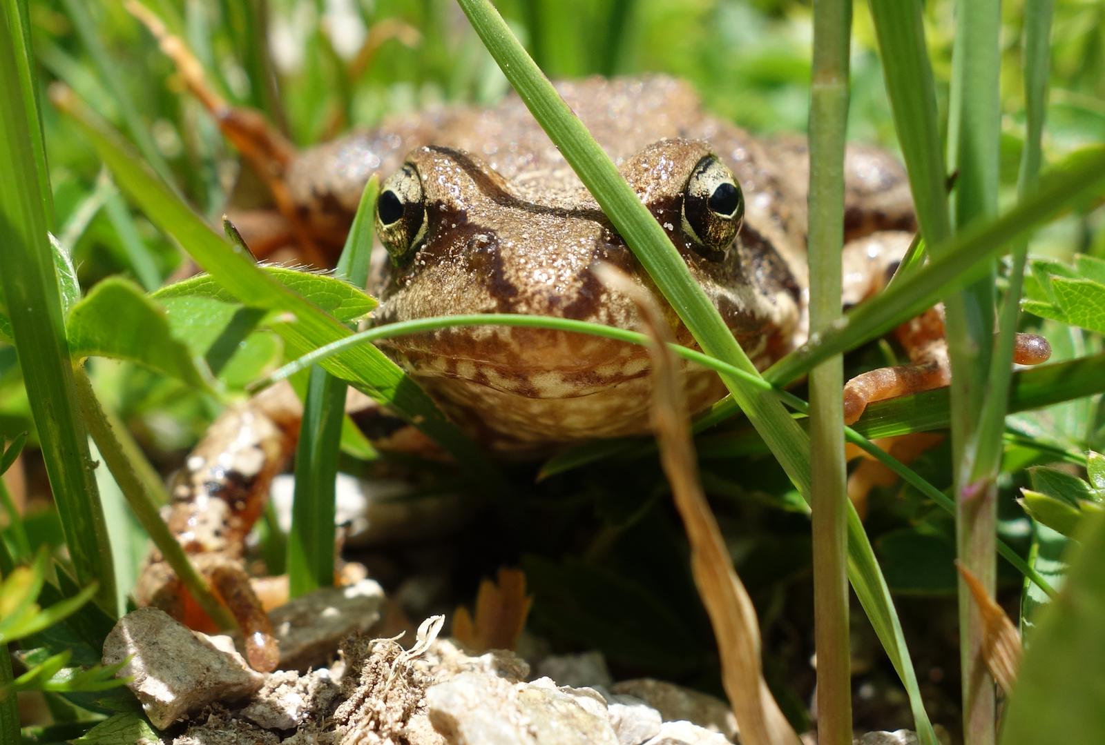 Frosch im Gras