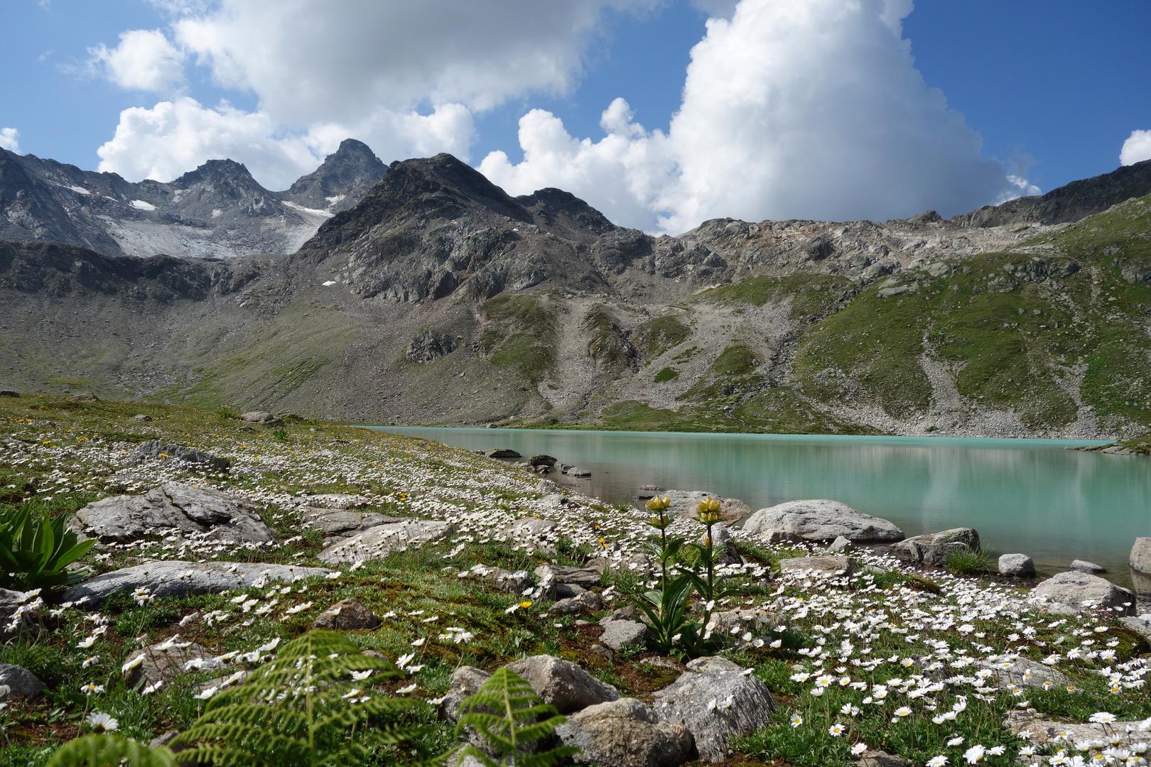 Gänseblümchen an Bergsee