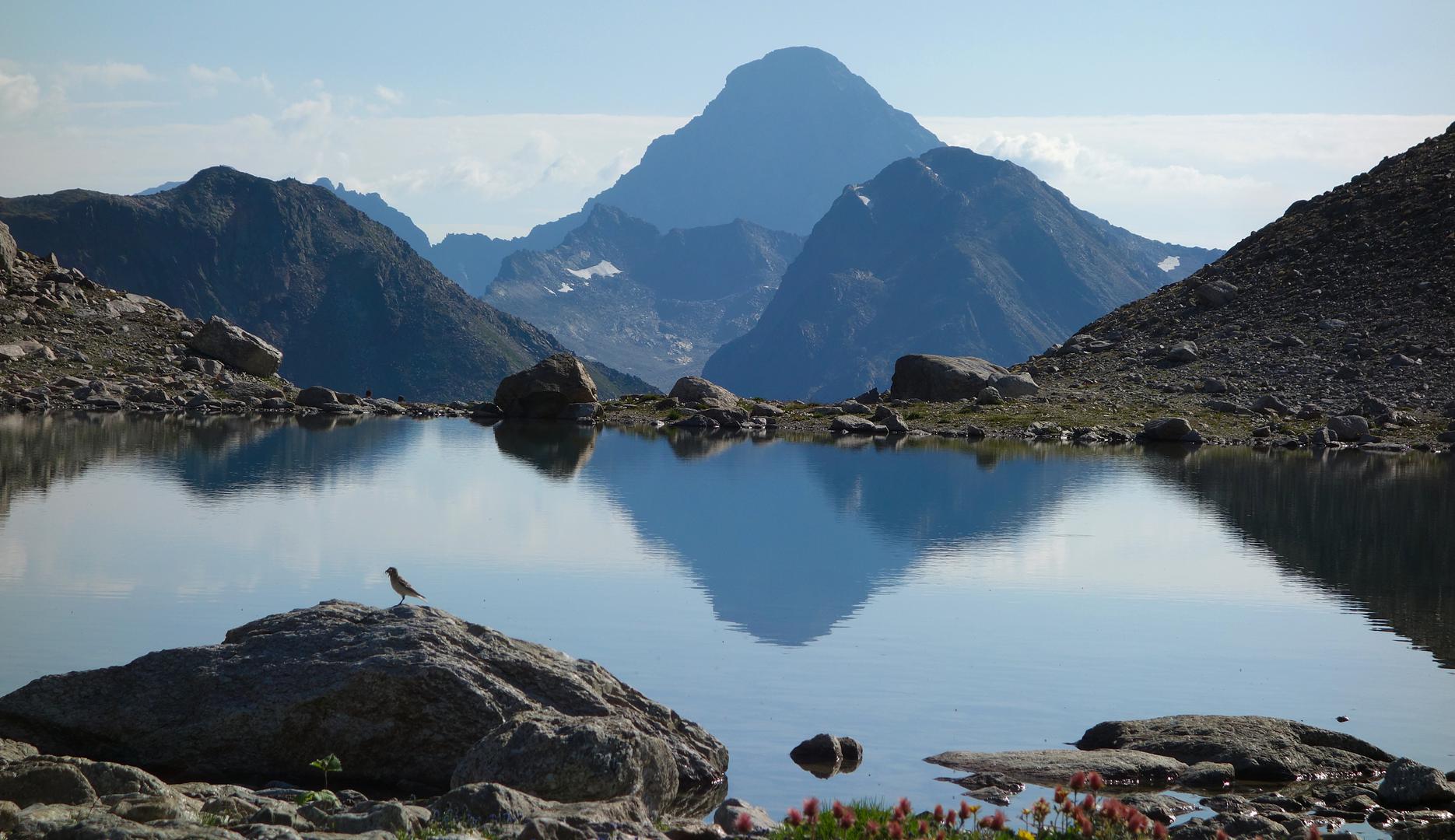 Kleiner Vogel am See mit Piz Linard