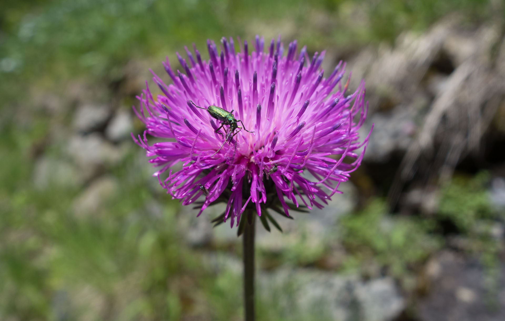 Gewöhnliche Kratzdistel