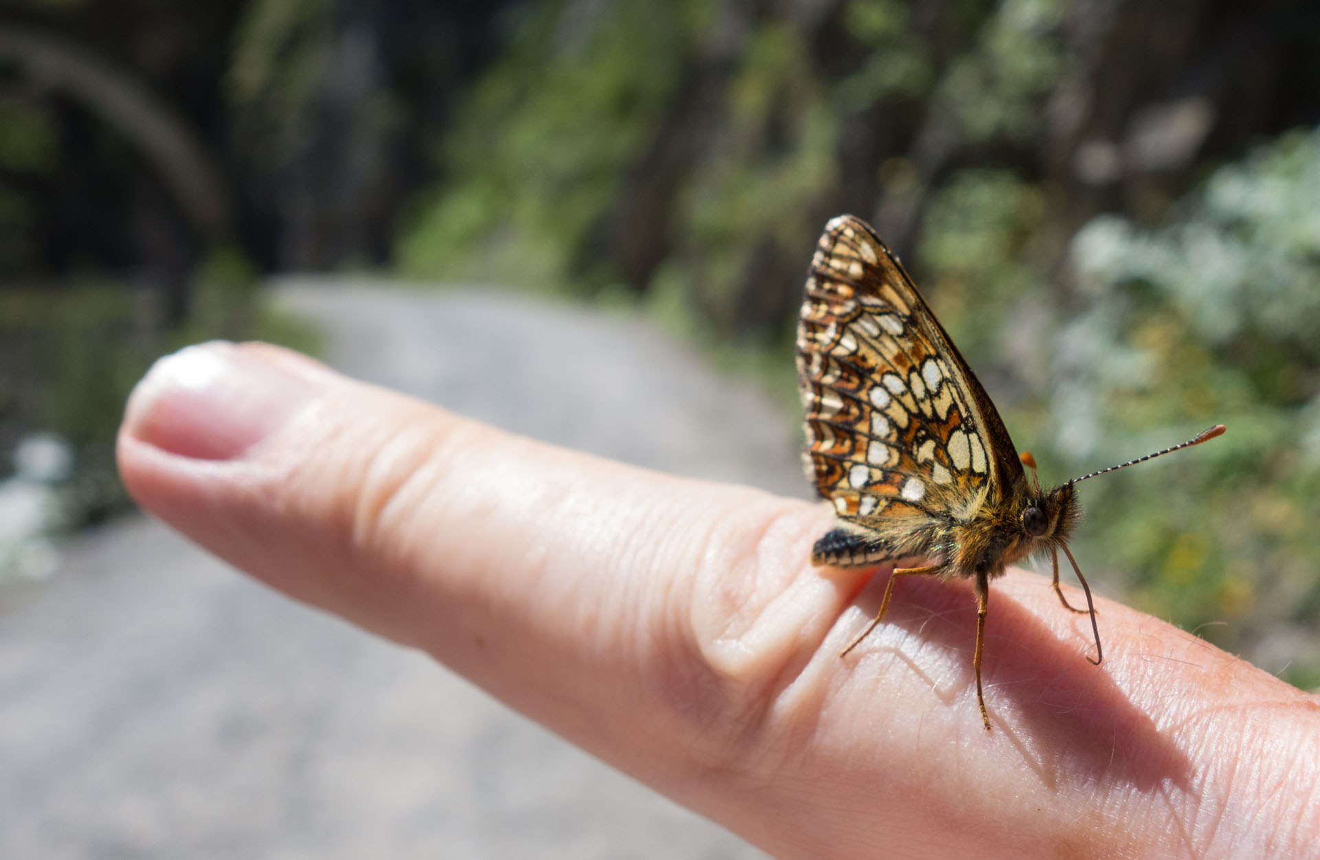 Schmetterling auf Finger