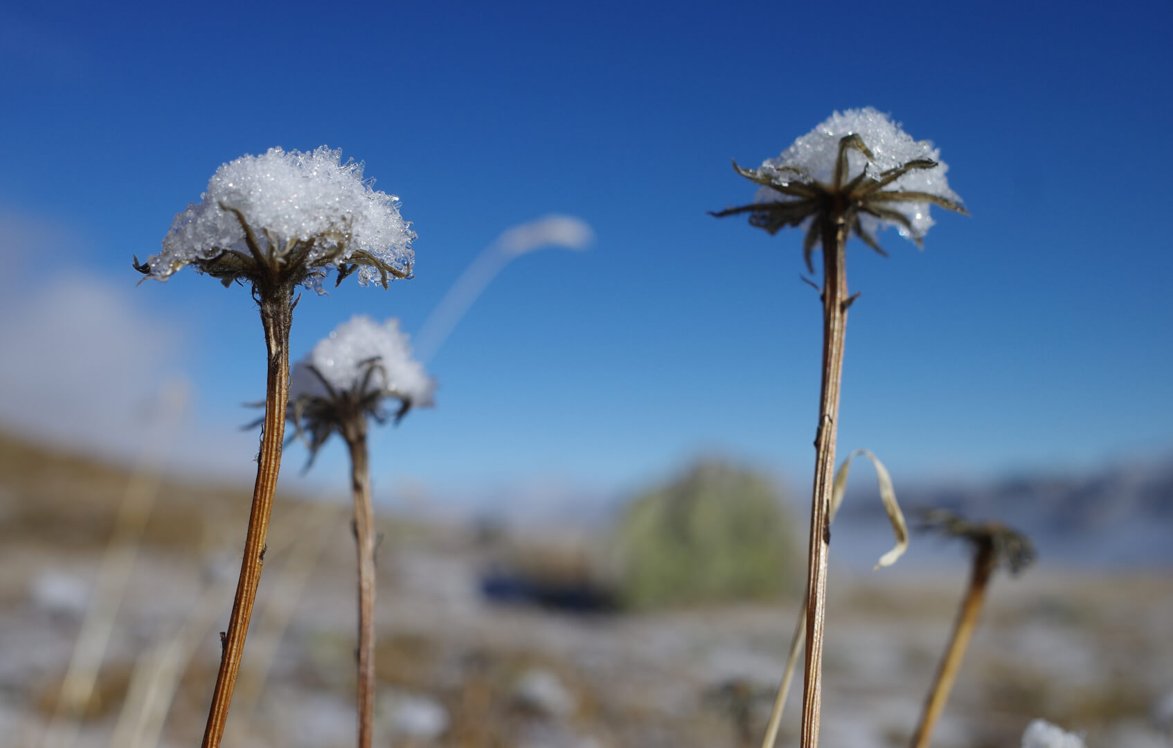 Schneeblumen