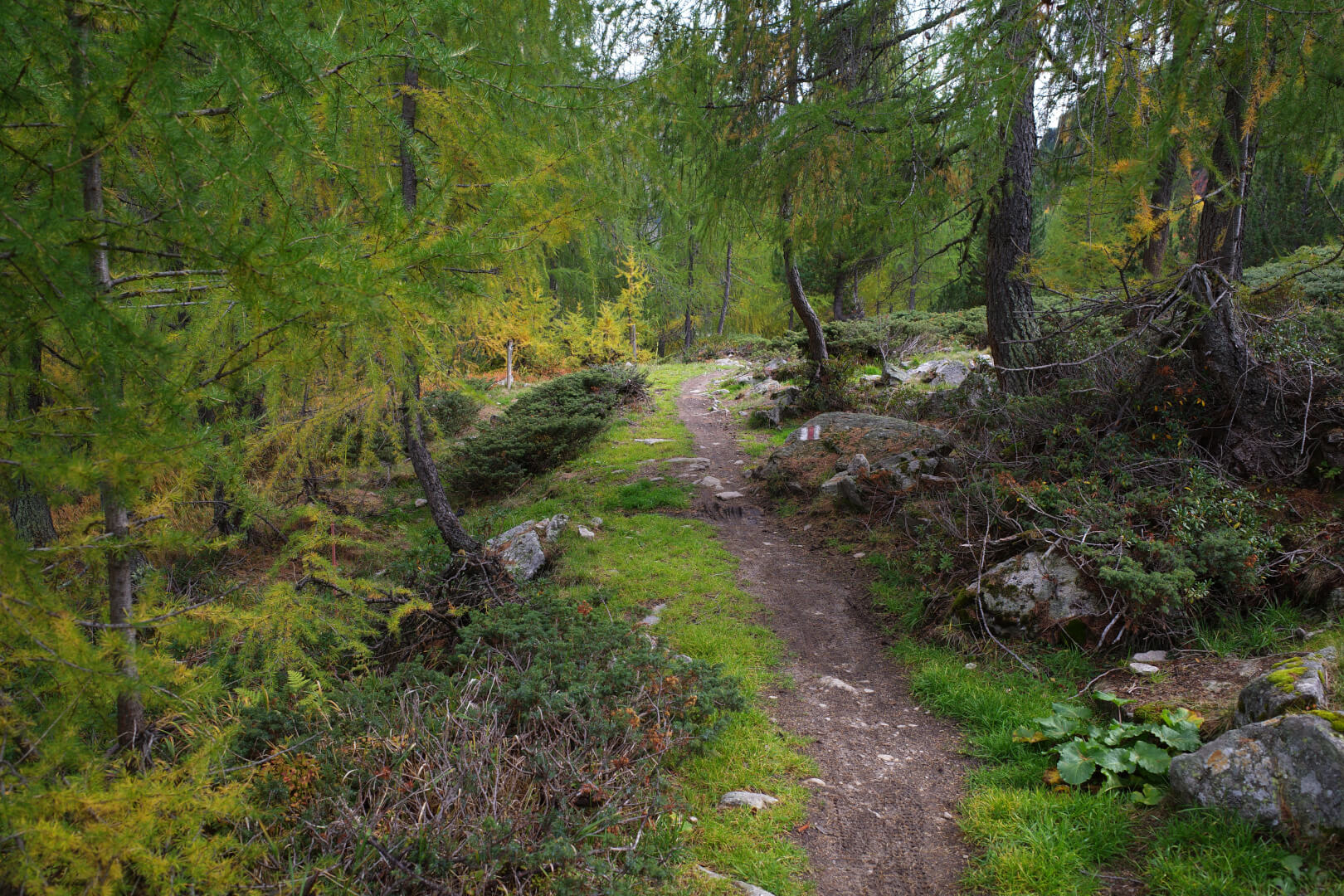 Verwunschener Lärchenwald