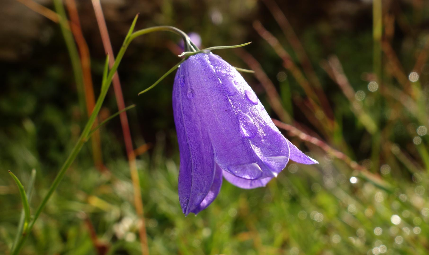 Blümchen mit Morgentau