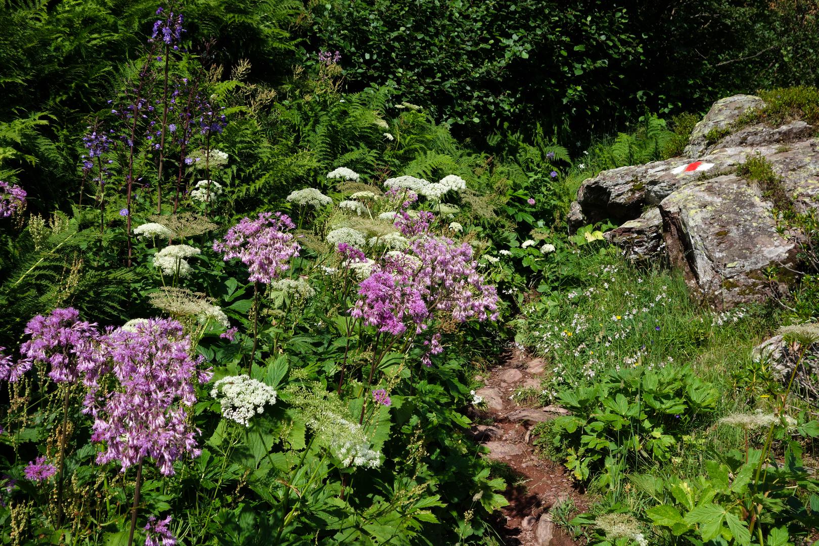 Bunter Wanderweg