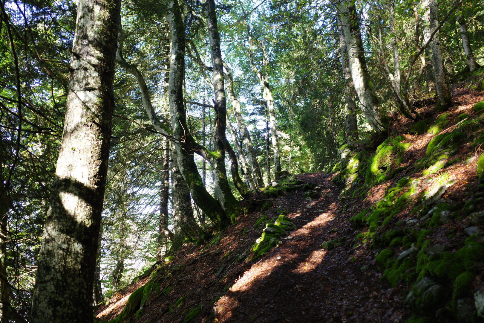 Steiler Waldweg