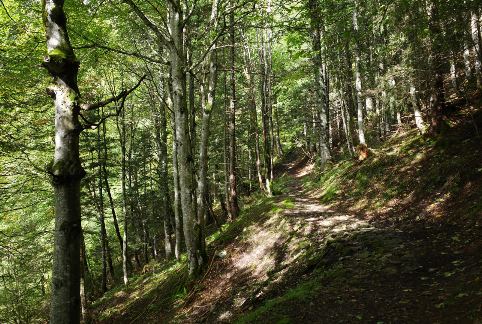 Waldweg