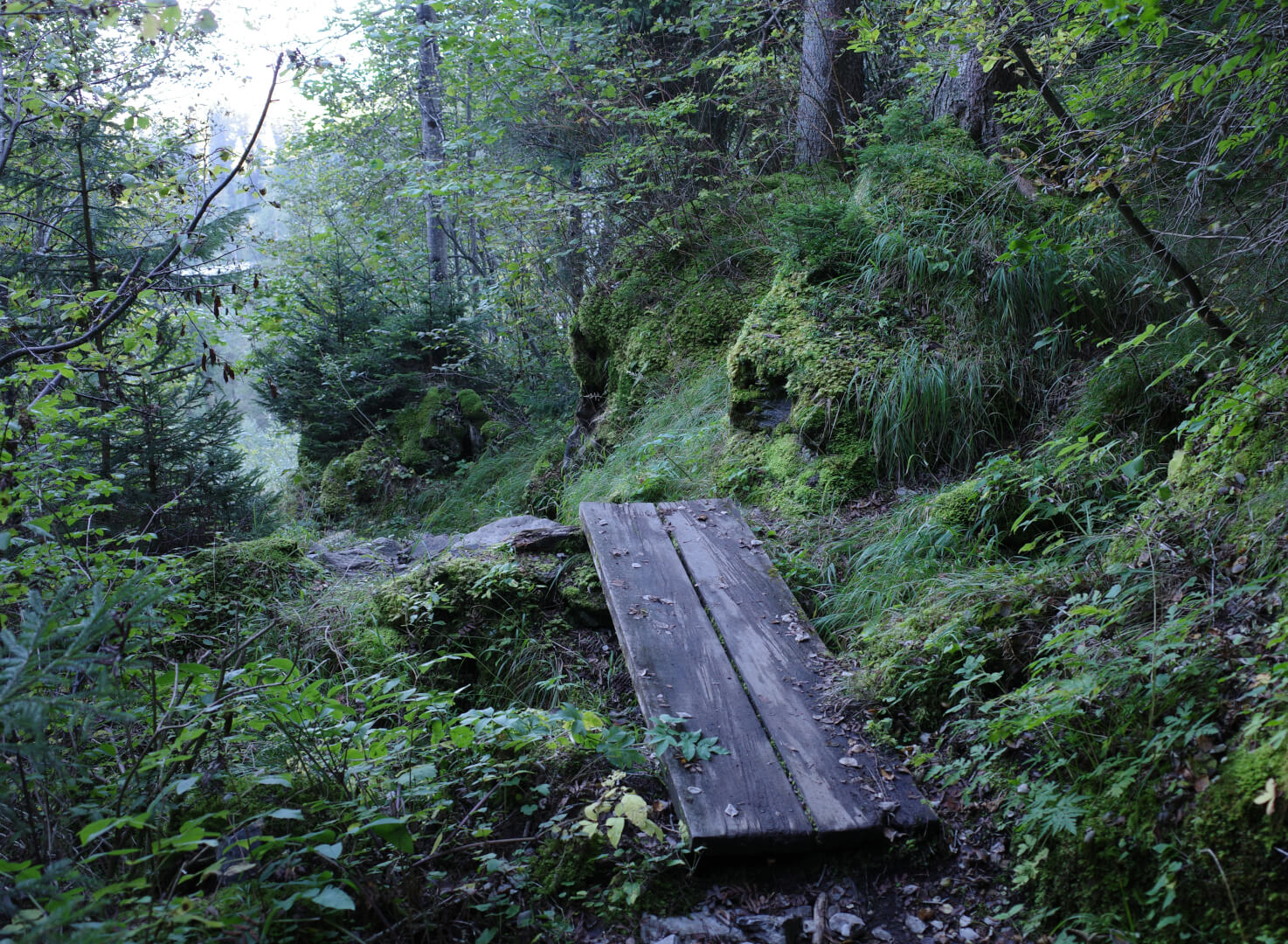 Holzsteg