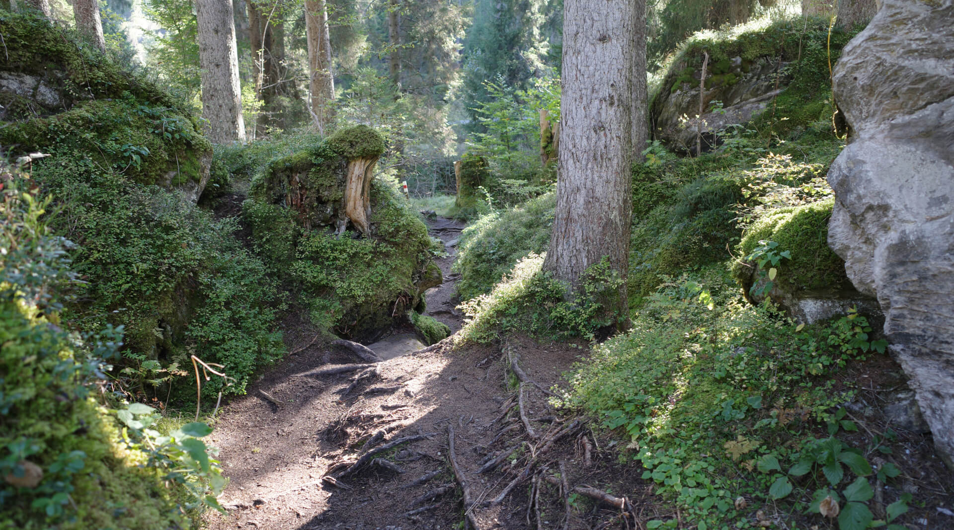 Uriger Waldweg