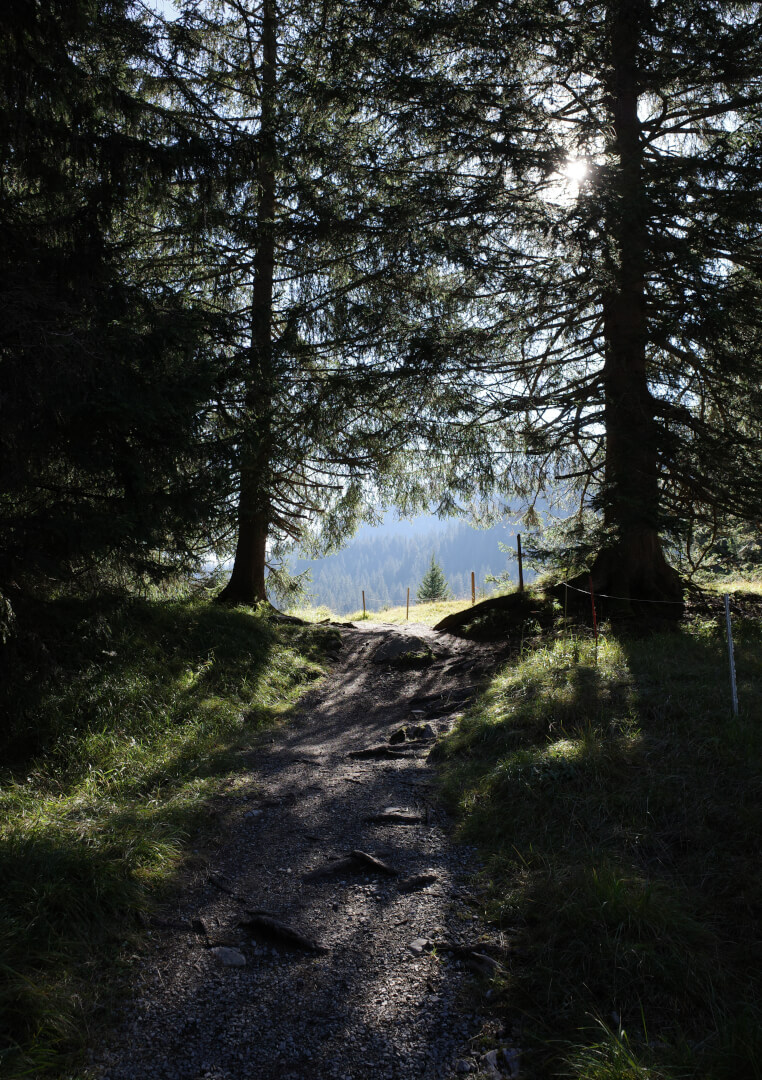 Weg aus Wald