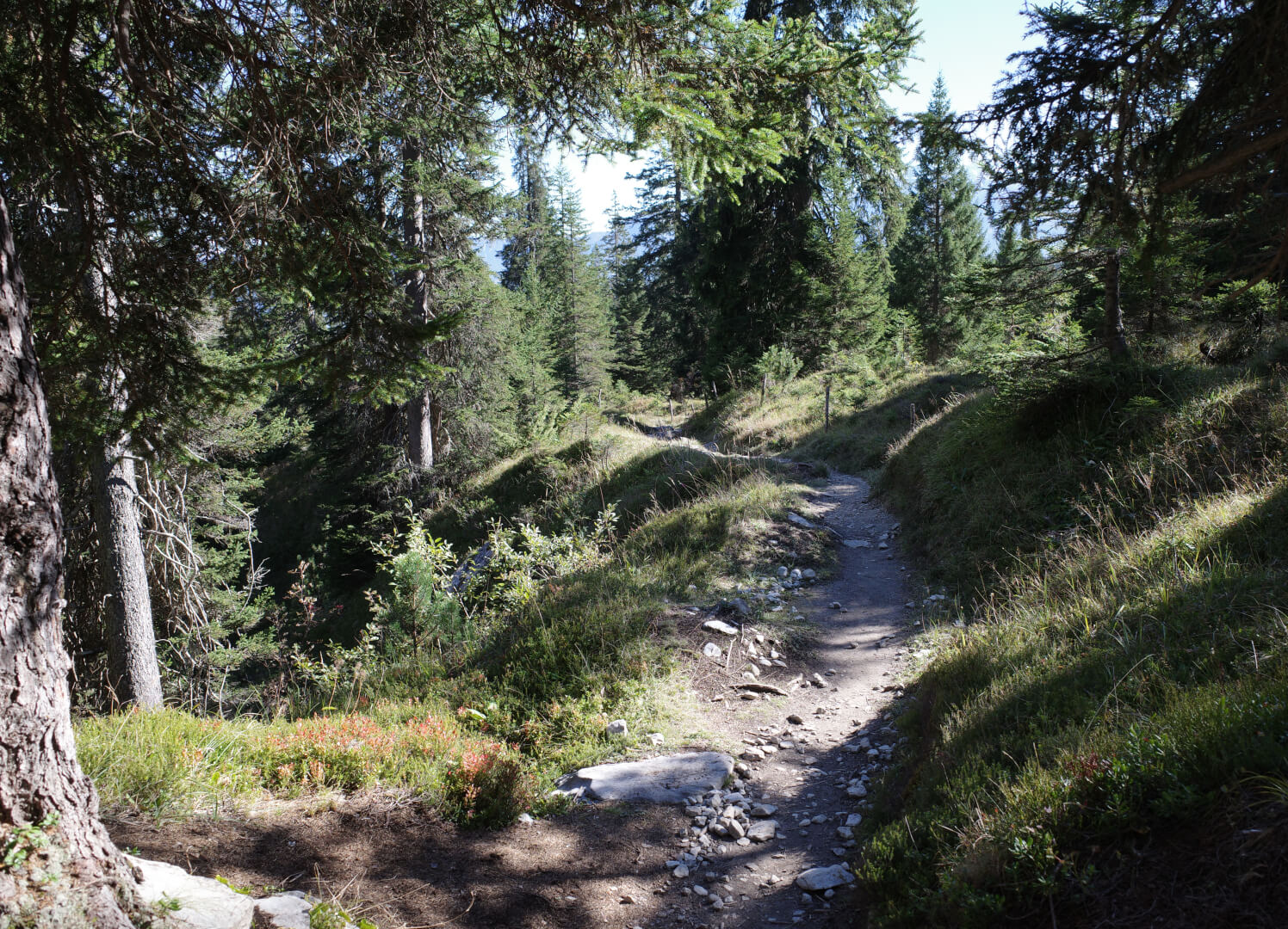 Weg durch Wald