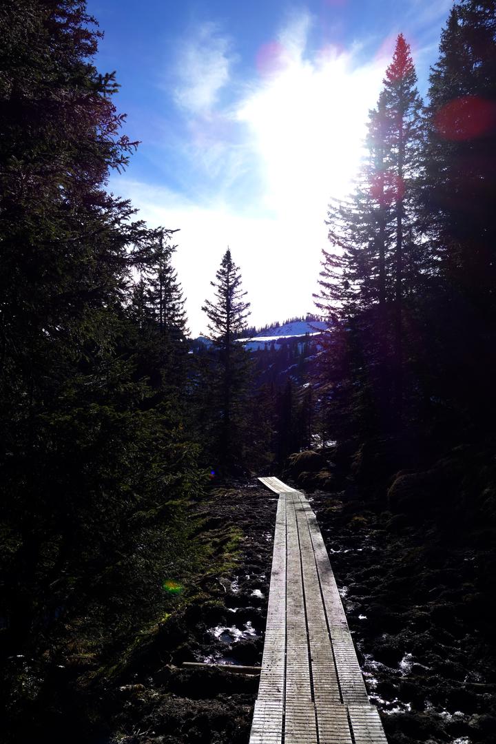 Holzweg durch morastigen Wald