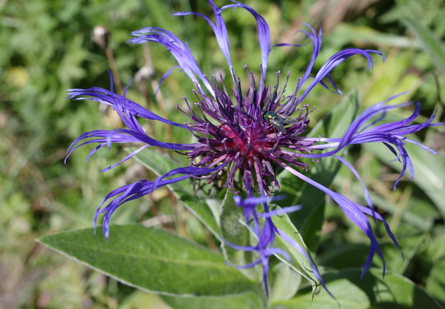 Flockenblume mit Fliege