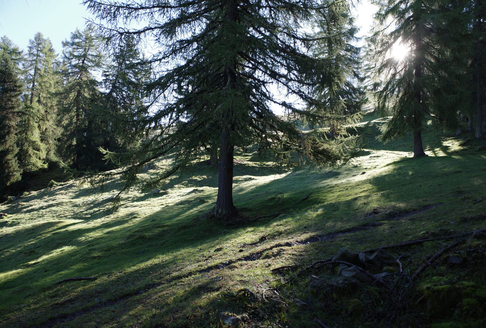 Sonnenstrahlen im Lärchenwald