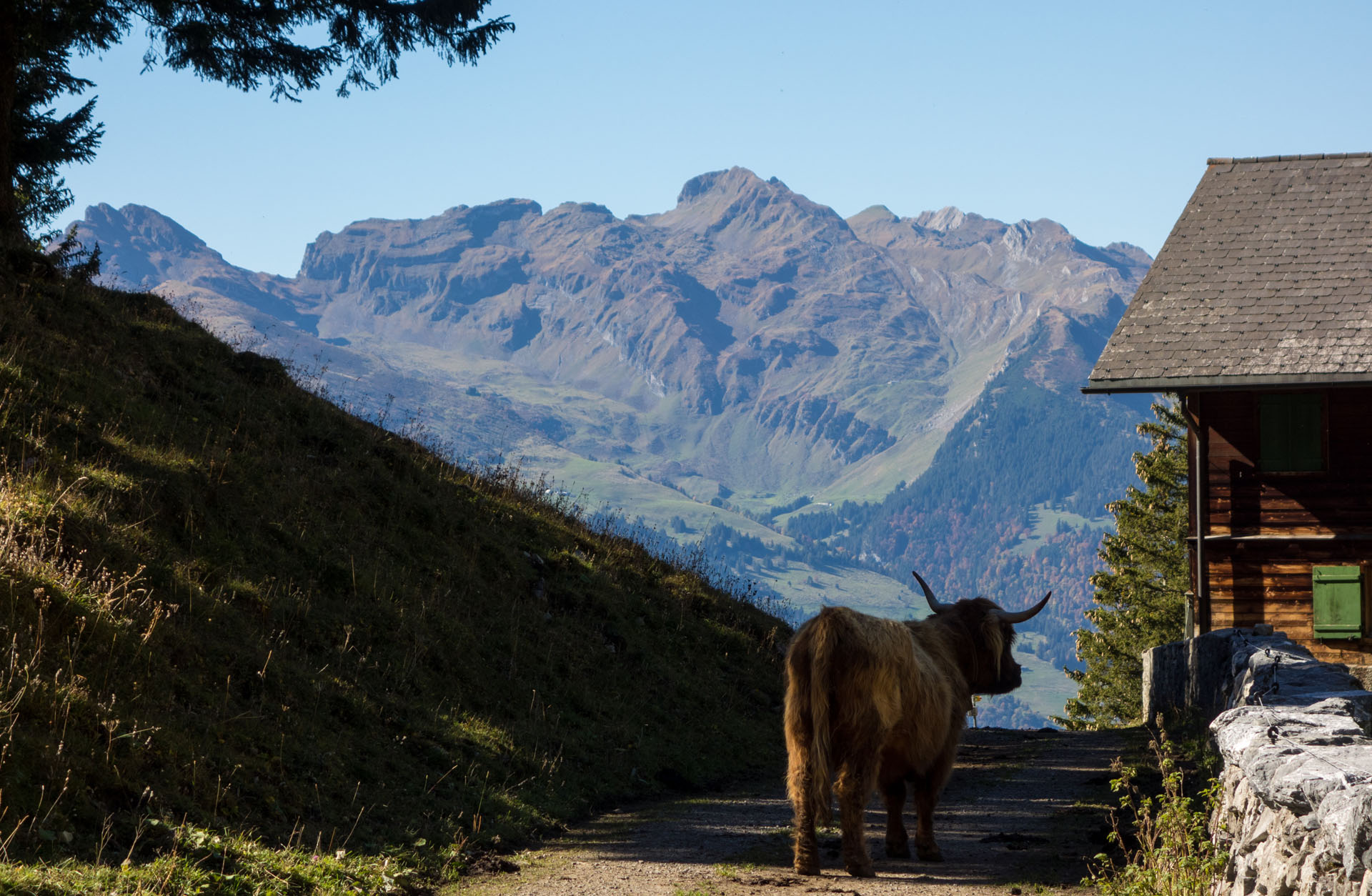 Hochlandrind Liechtenstein