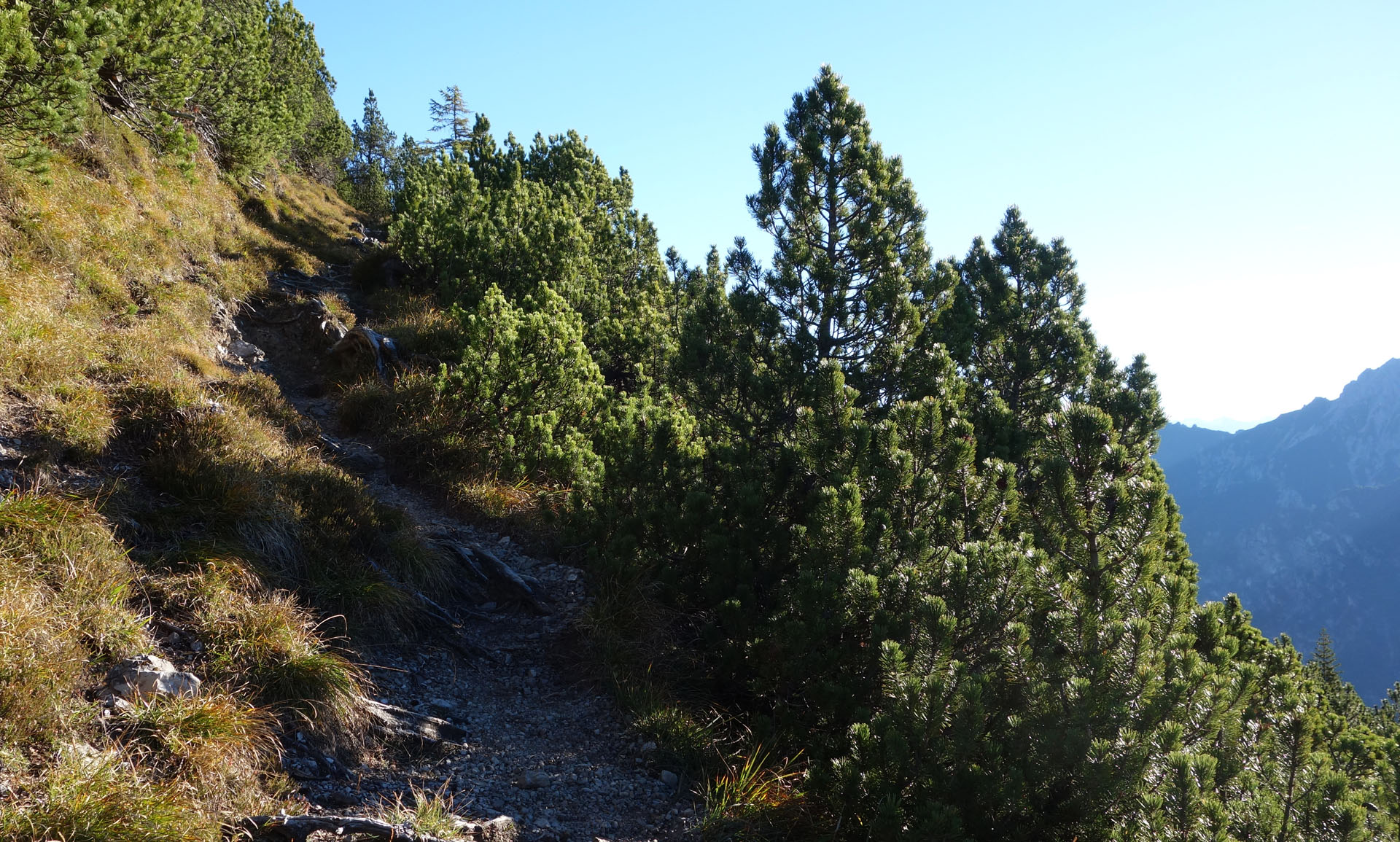 Wanderweg durch Latschenkiefer