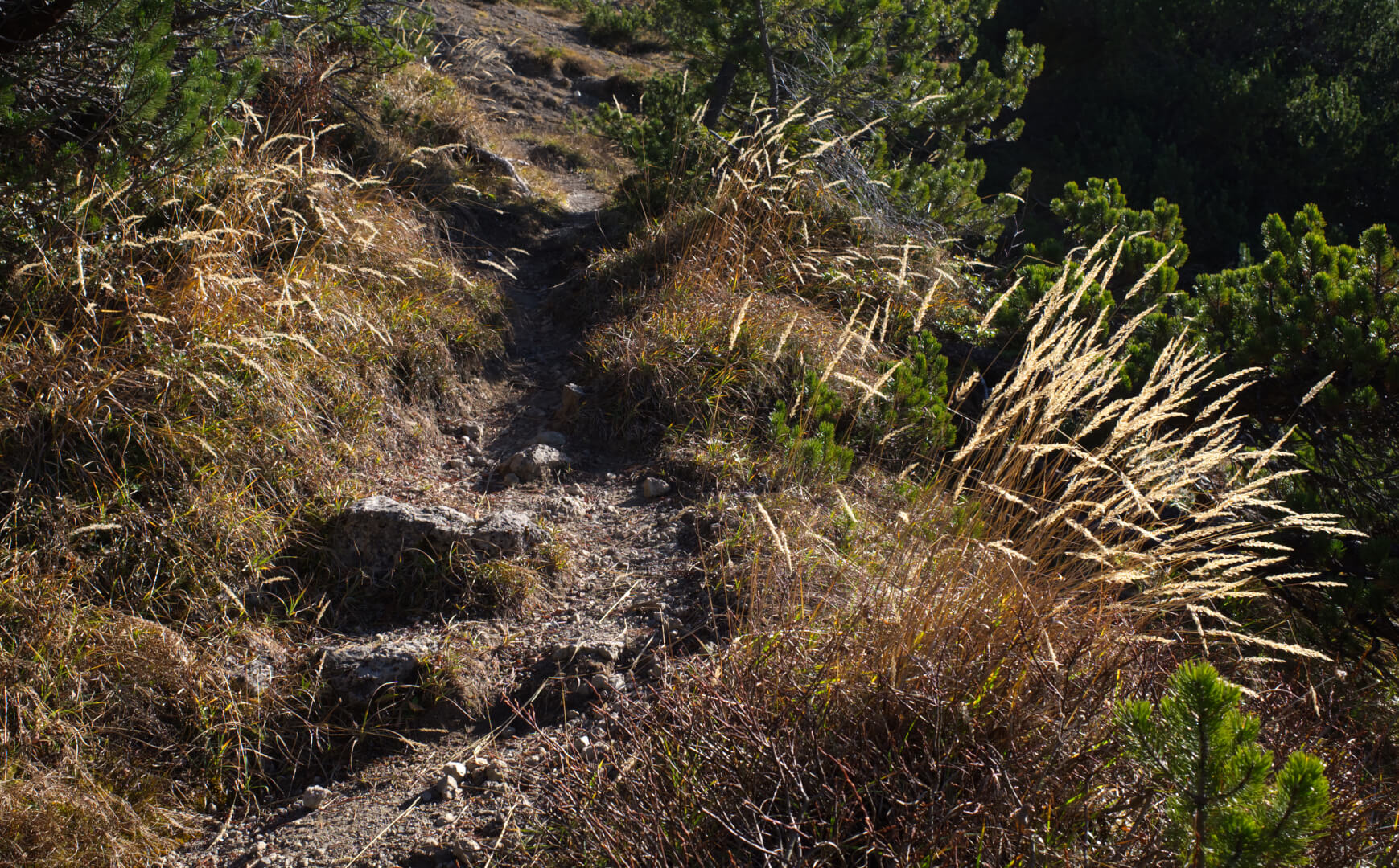 Leuchtendes Herbstgras