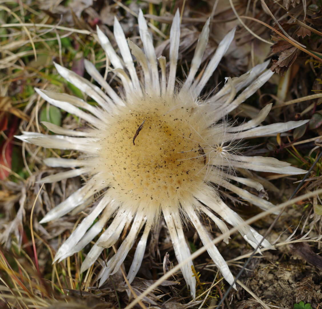 Silberdistel