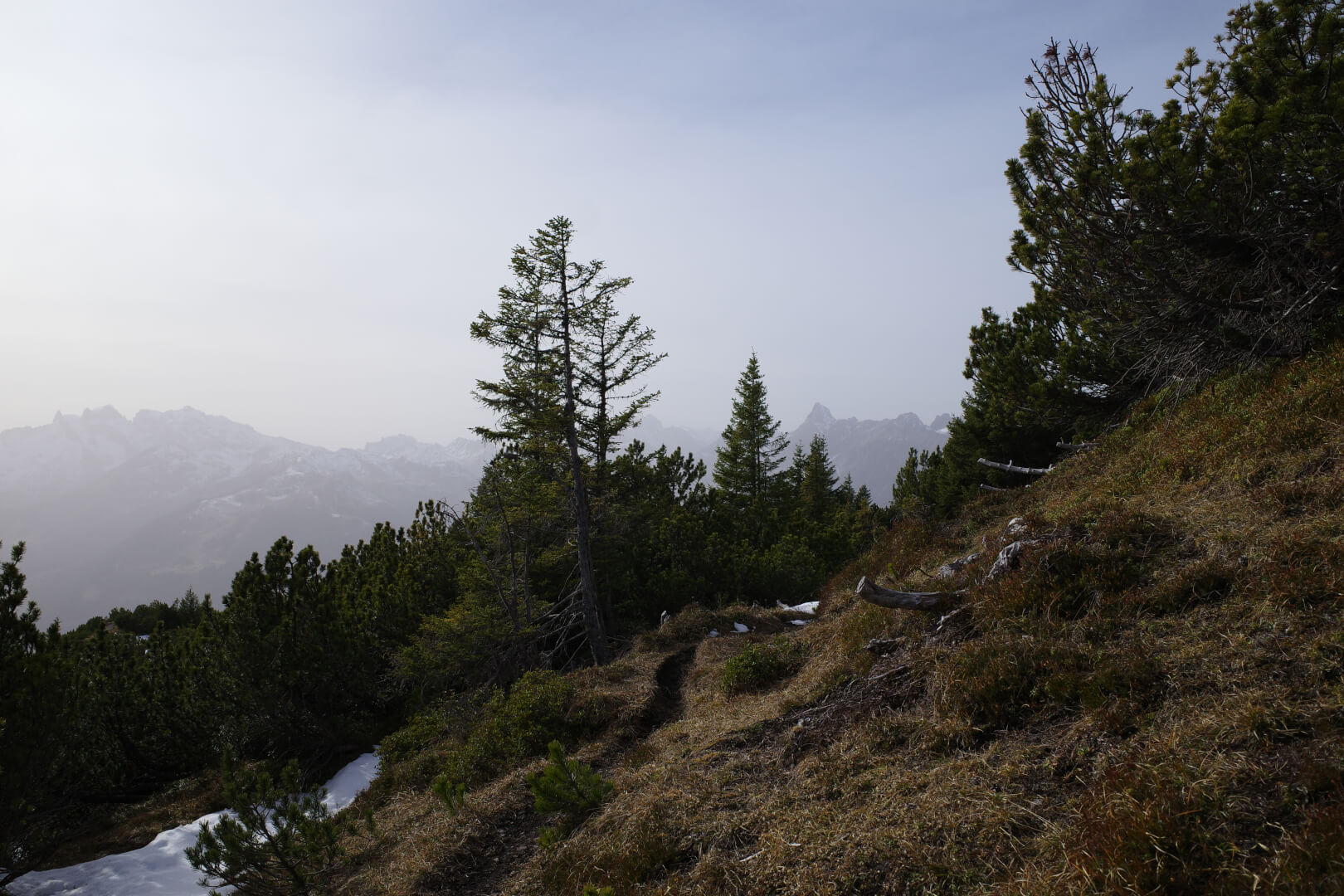 Weg durch Latschenkiefer