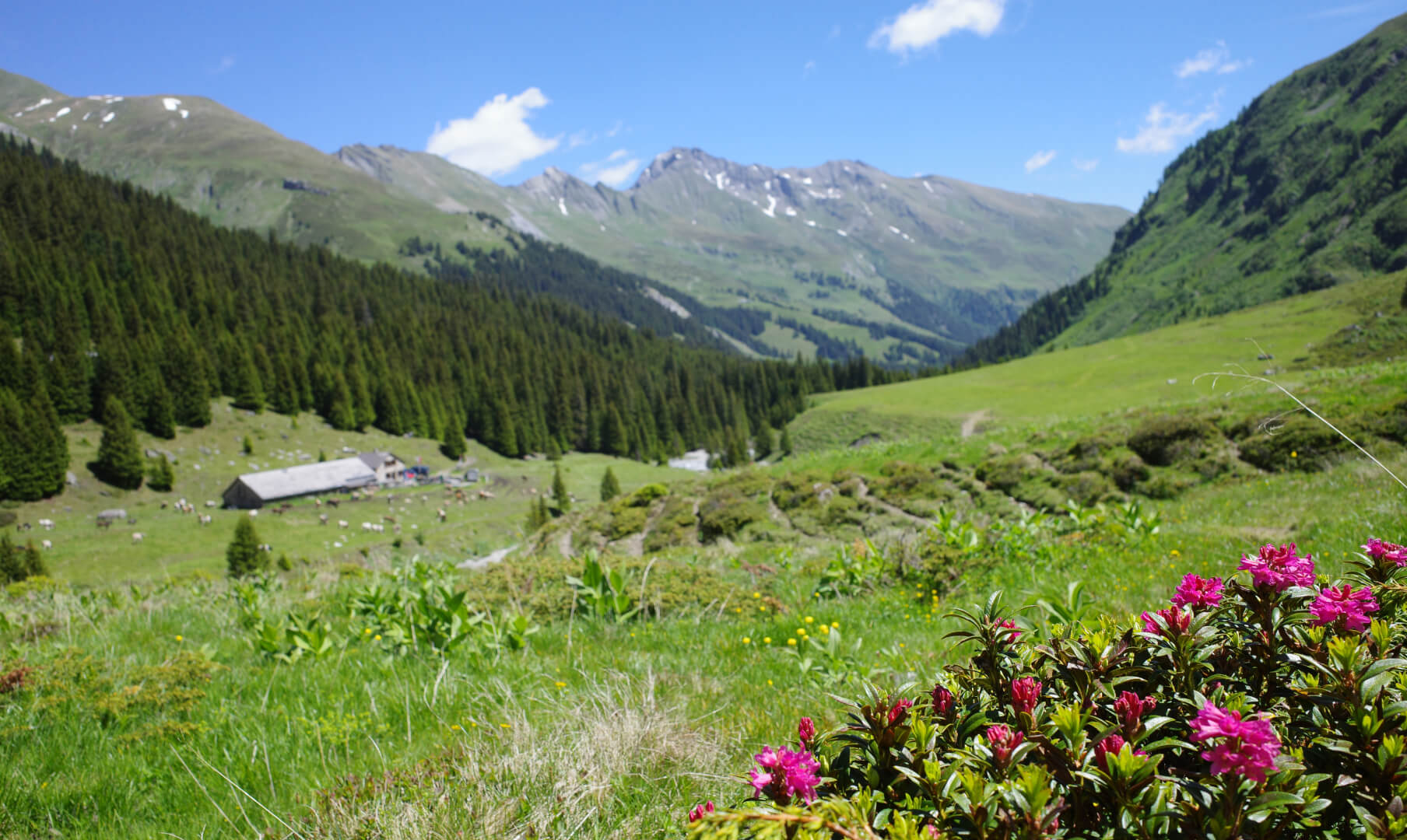 Alpenrosen