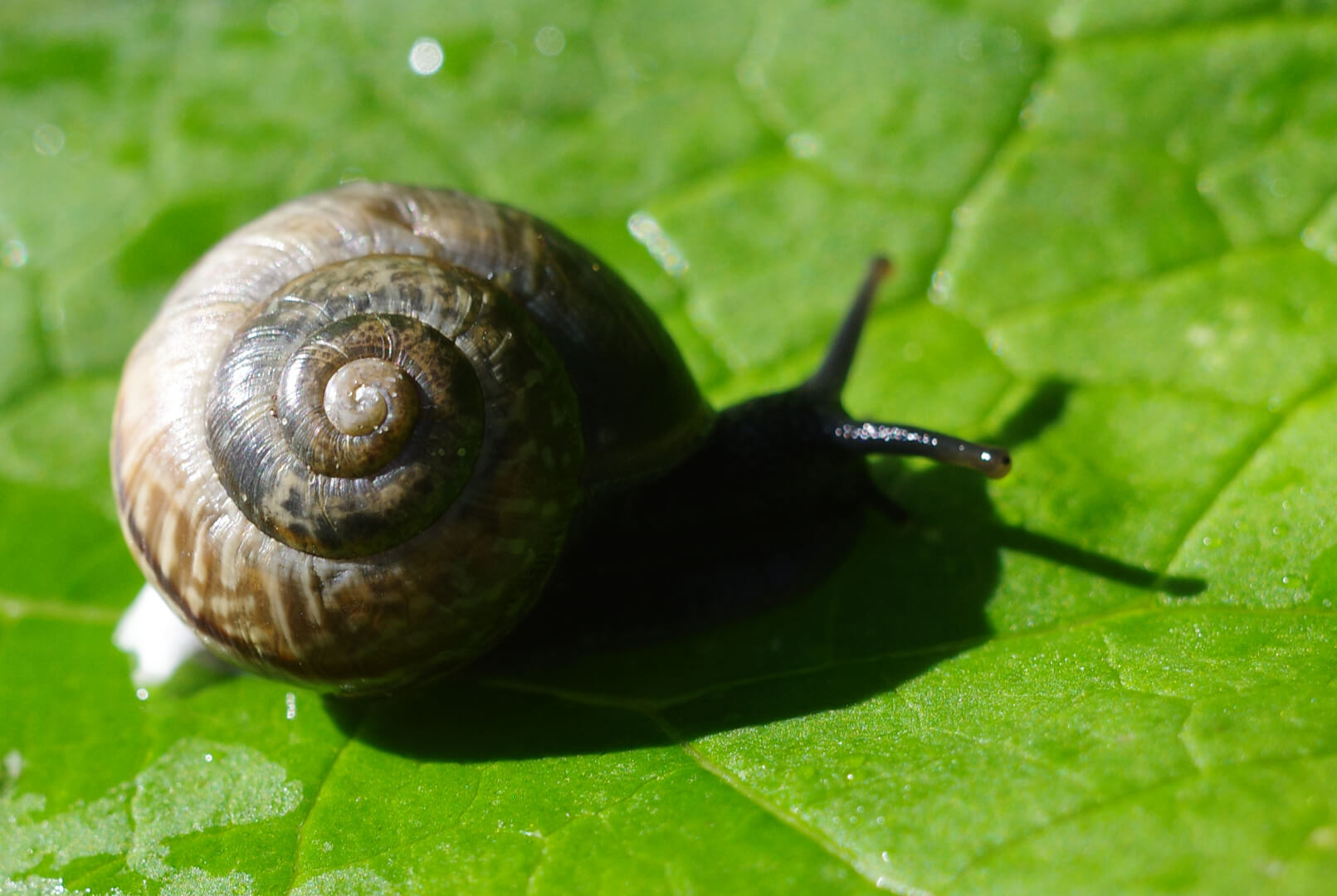 Kleine Schnecke auf Blatt