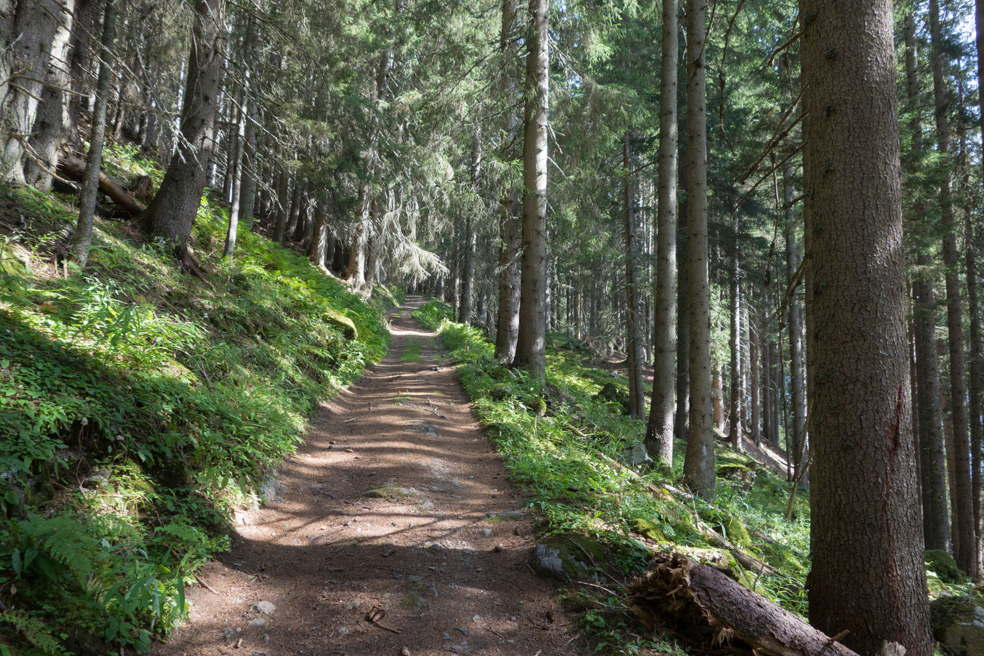 Waldweg