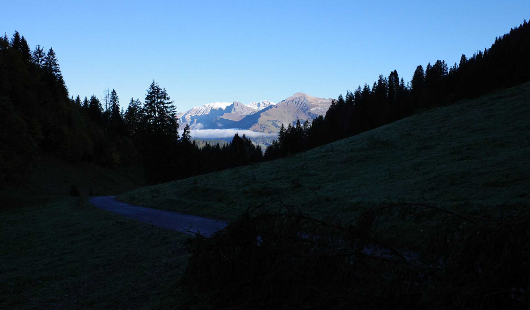 Baum auf Fahrstraße