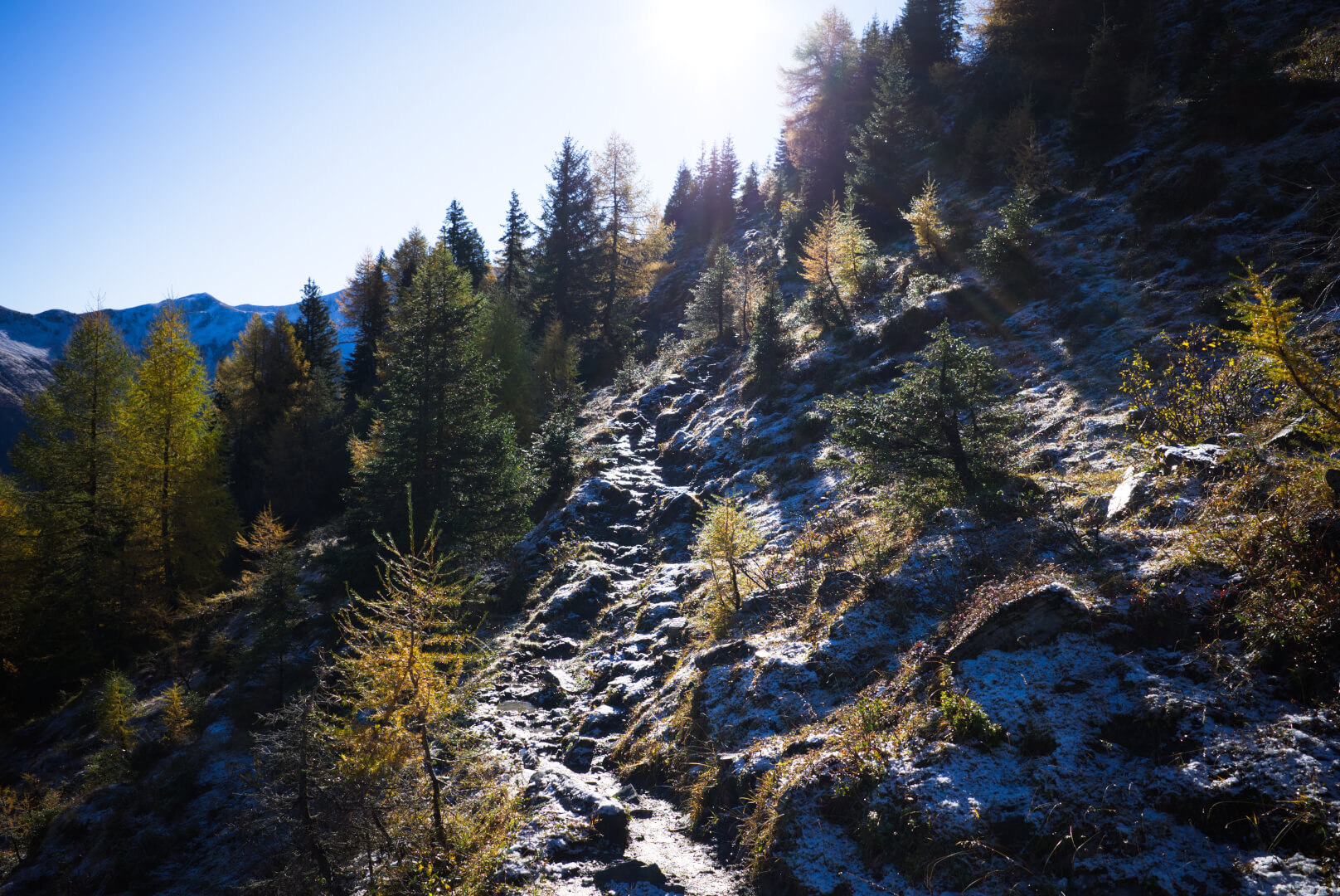 Lichter Herbstwald