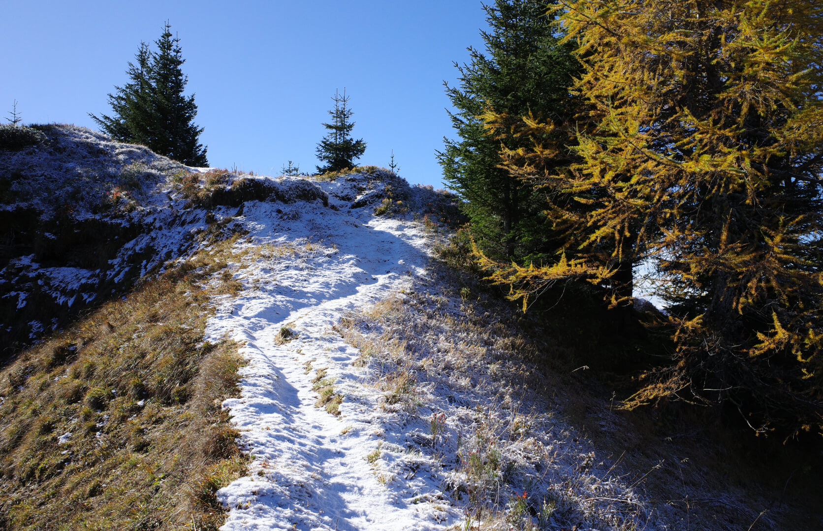 Lärche mit Schnee