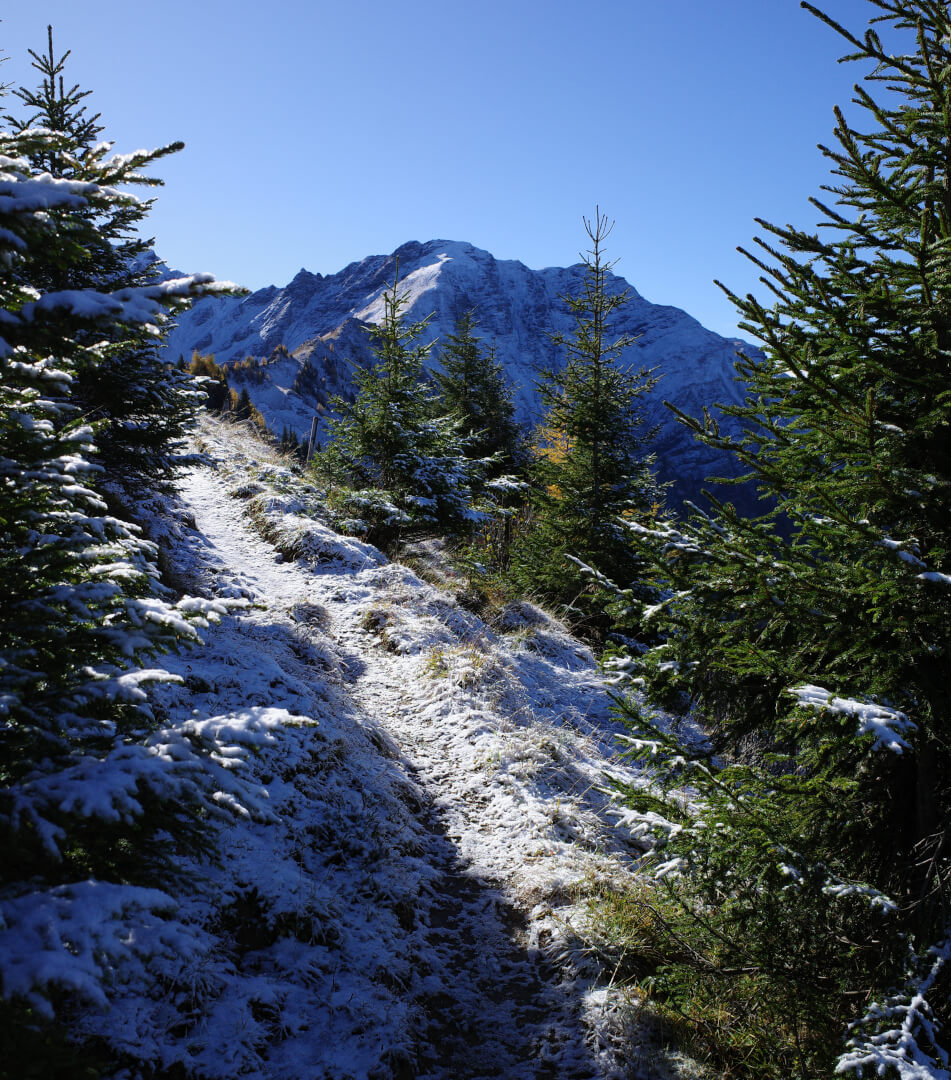 Neuschnee auf Weg