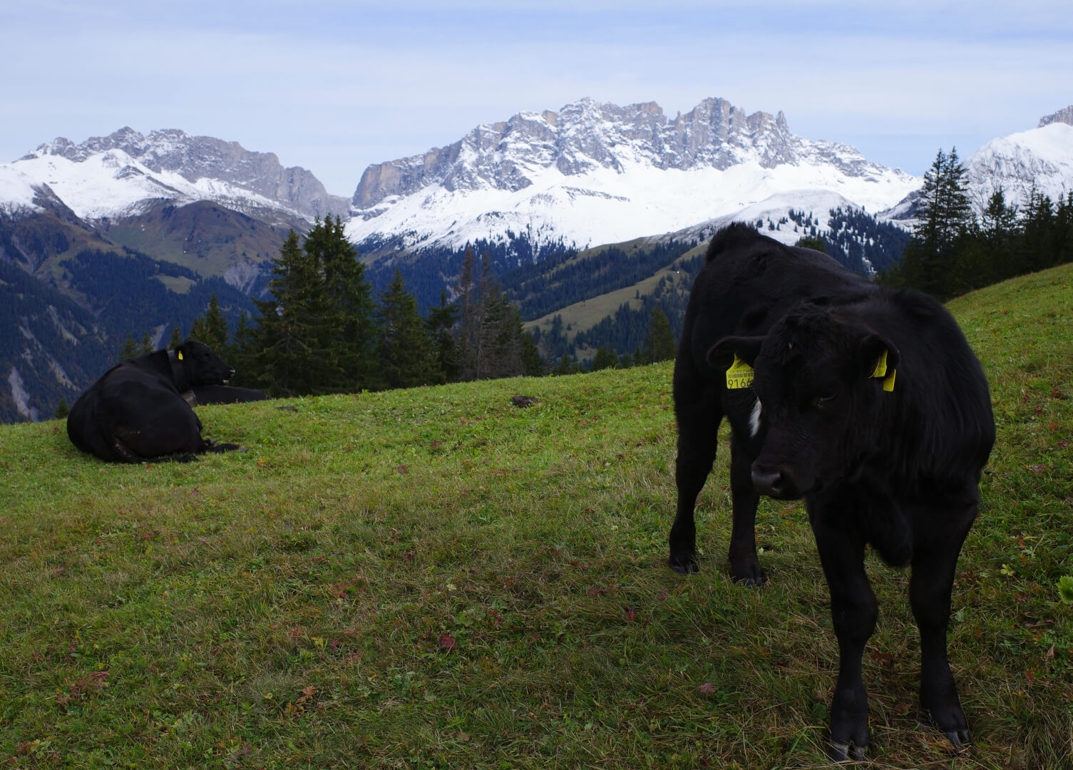 Kalb mit Drusenfluh