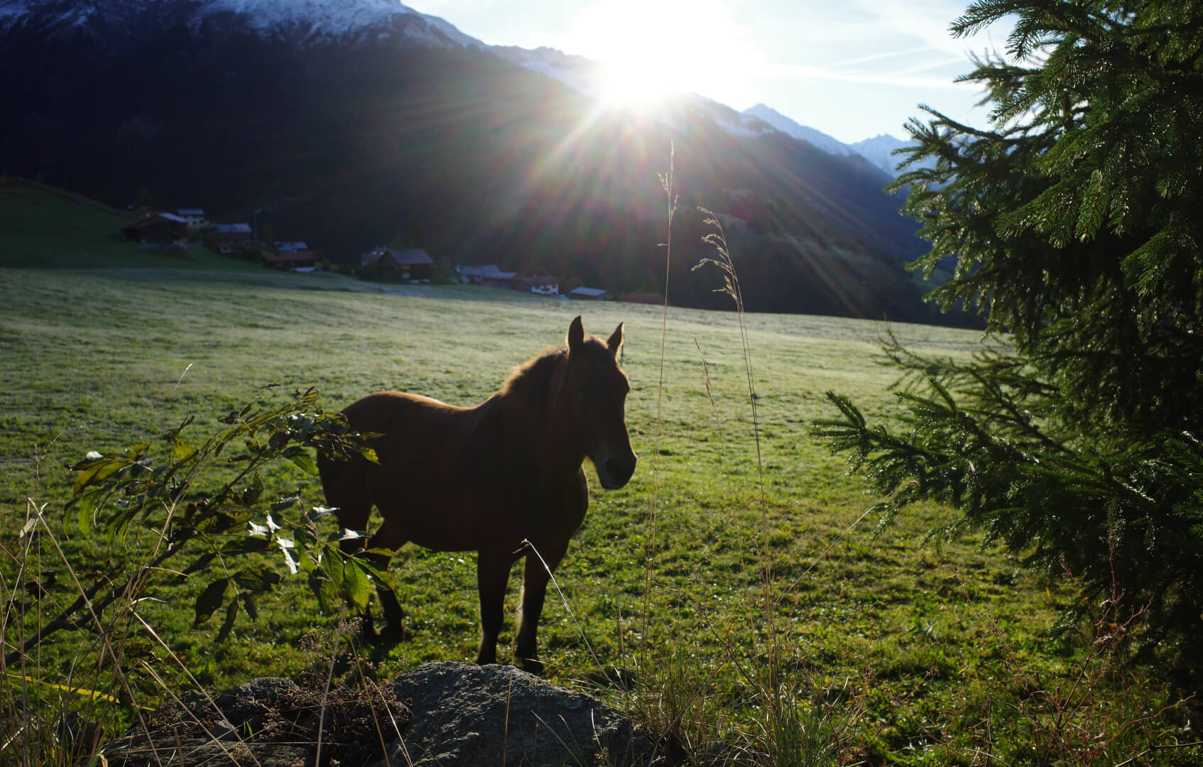 Pferd im Gegenlicht