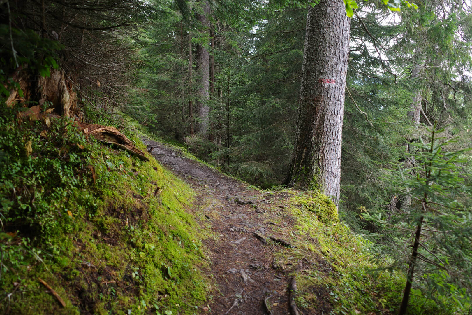 Waldweg