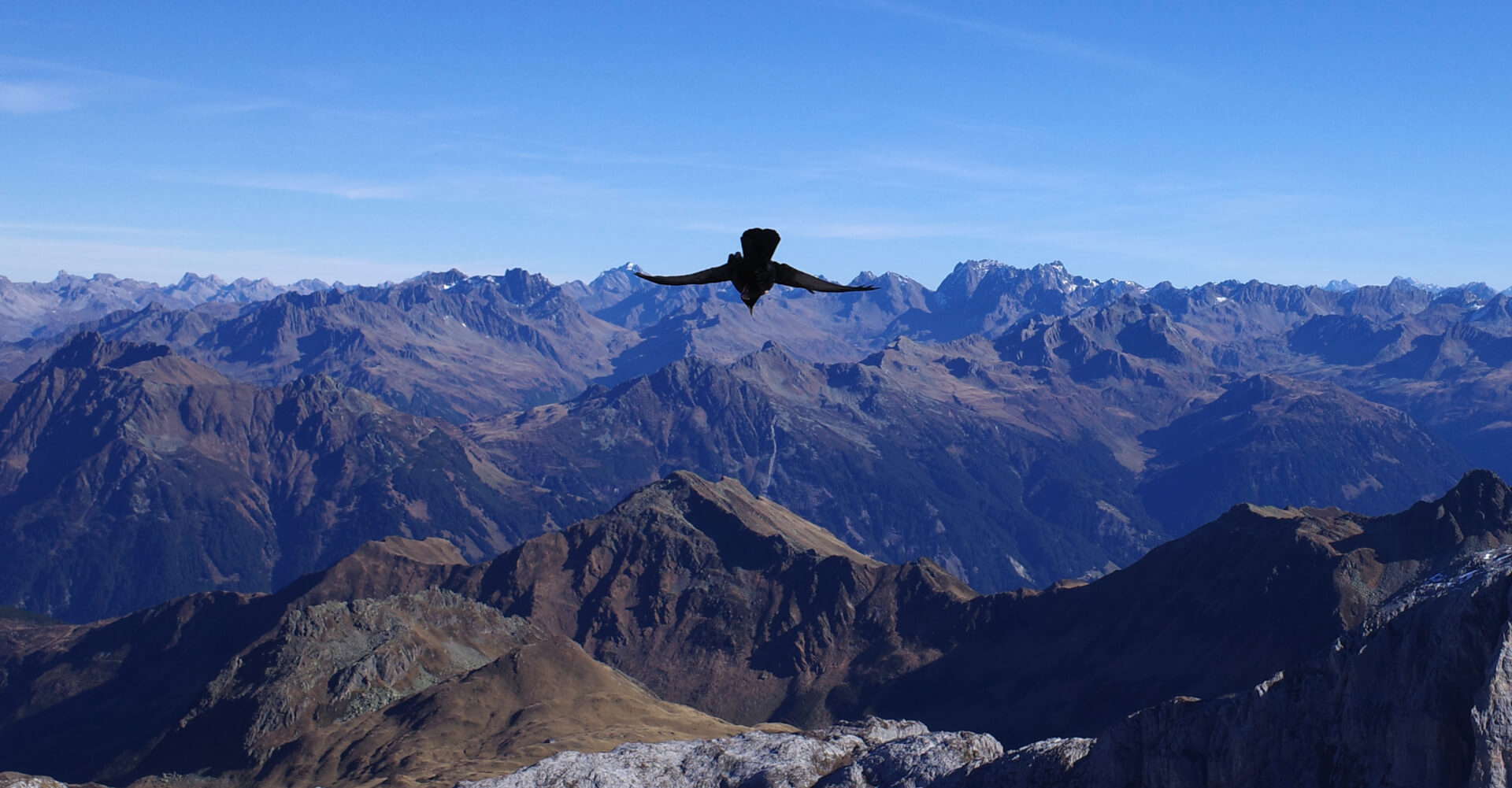 Alpendohle im Flug