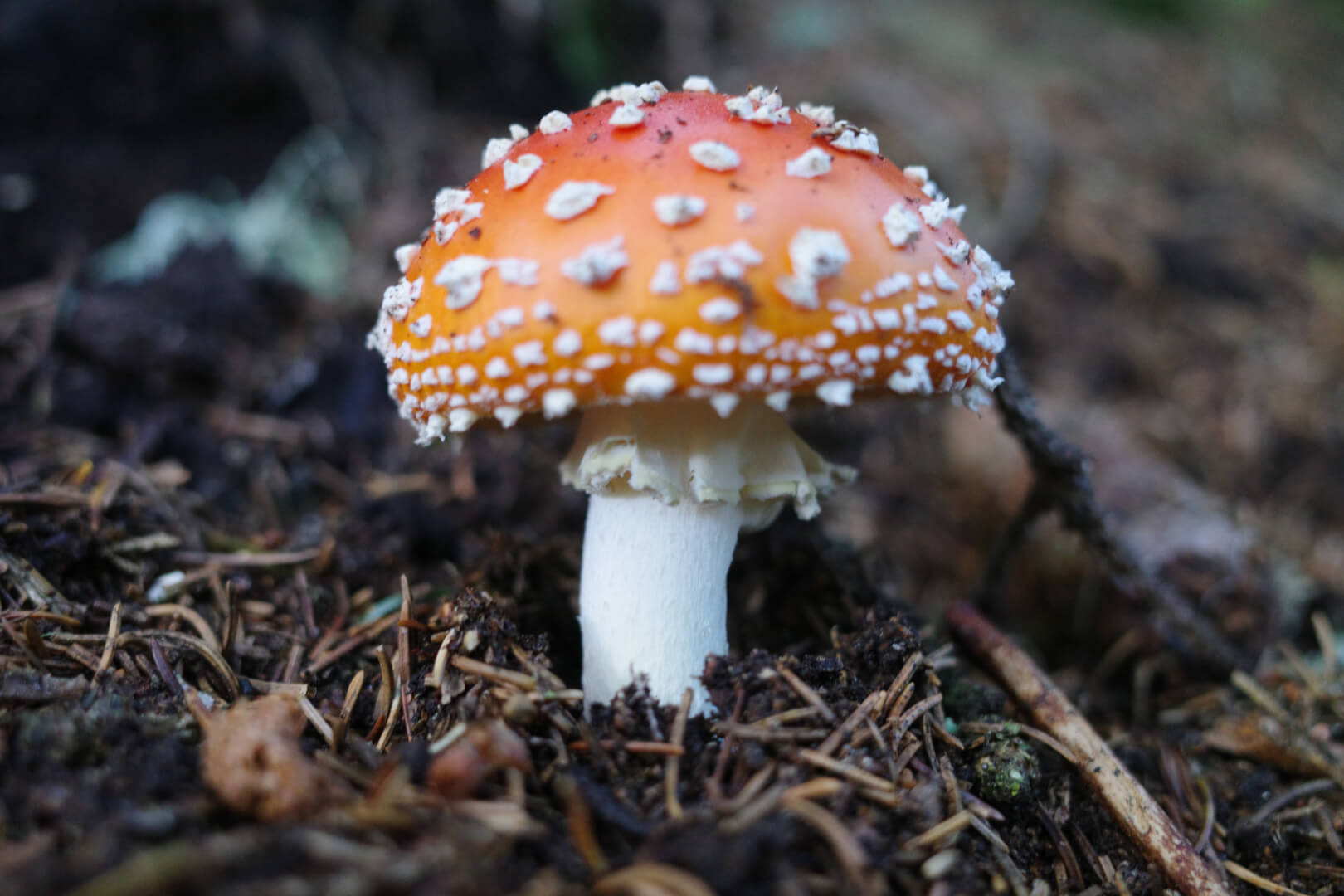 Fliegenpilz