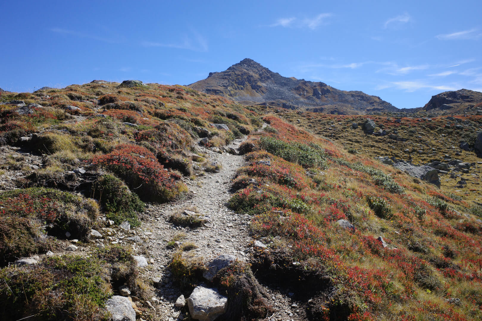 Weg durch Blaubeeren