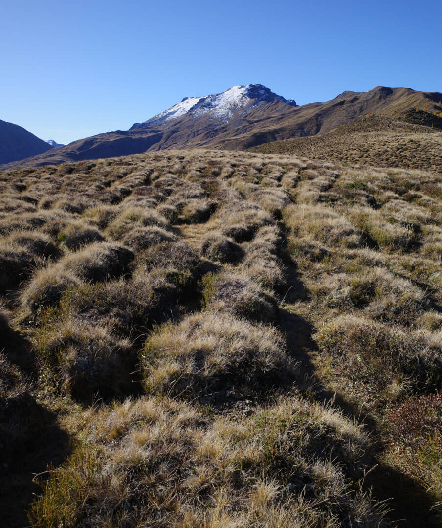 Grasbuckellandschaft