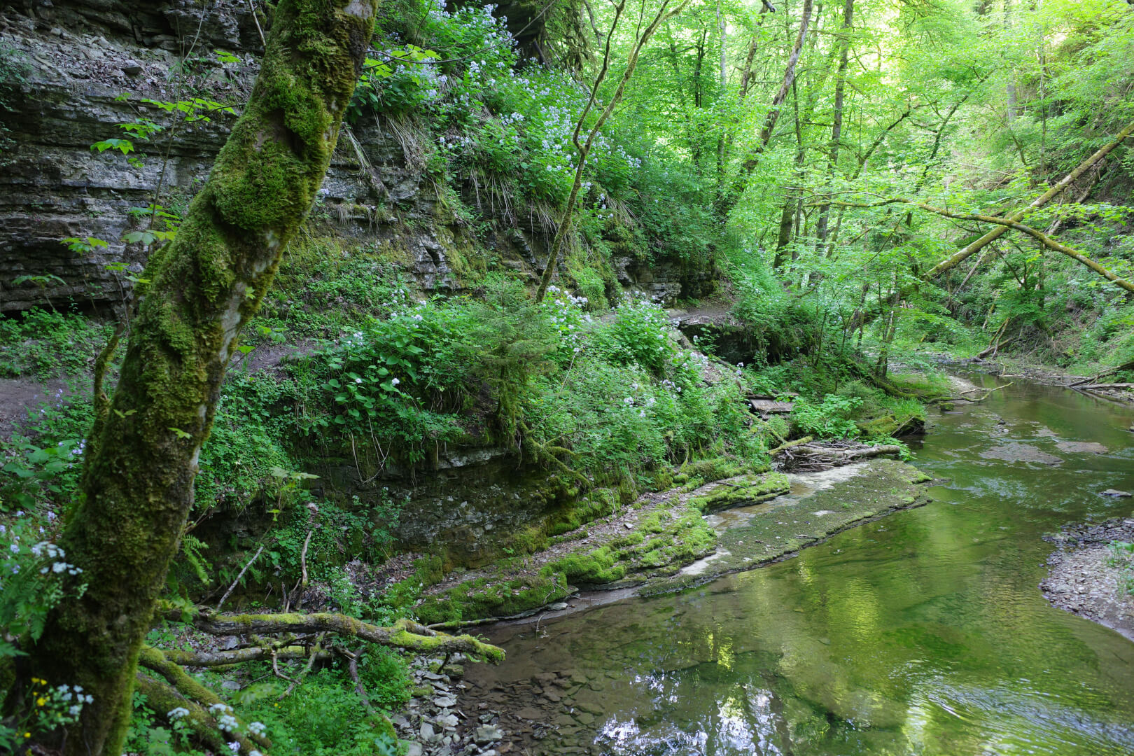 Urwald