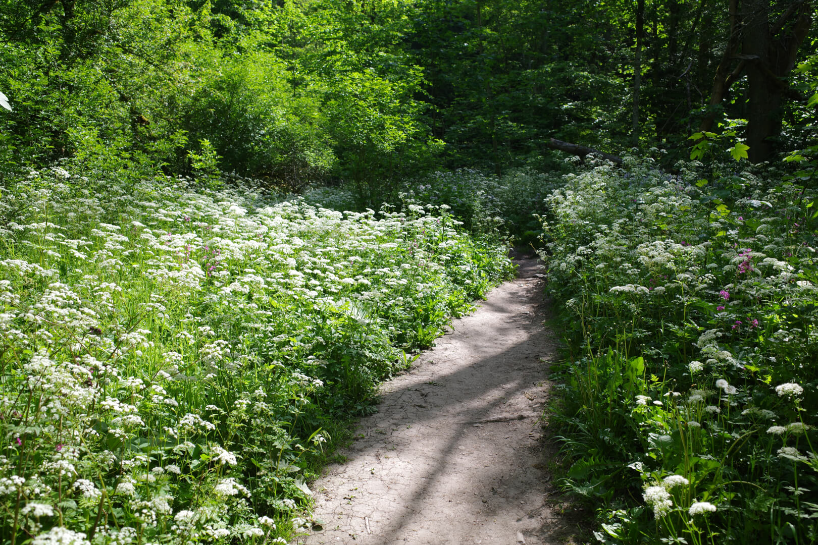 Wiesen-Kerbel