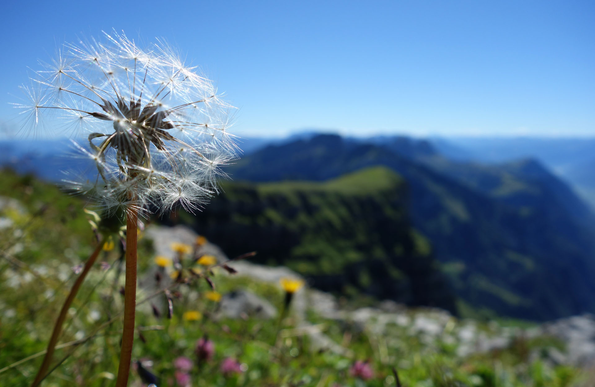 Pusteblume